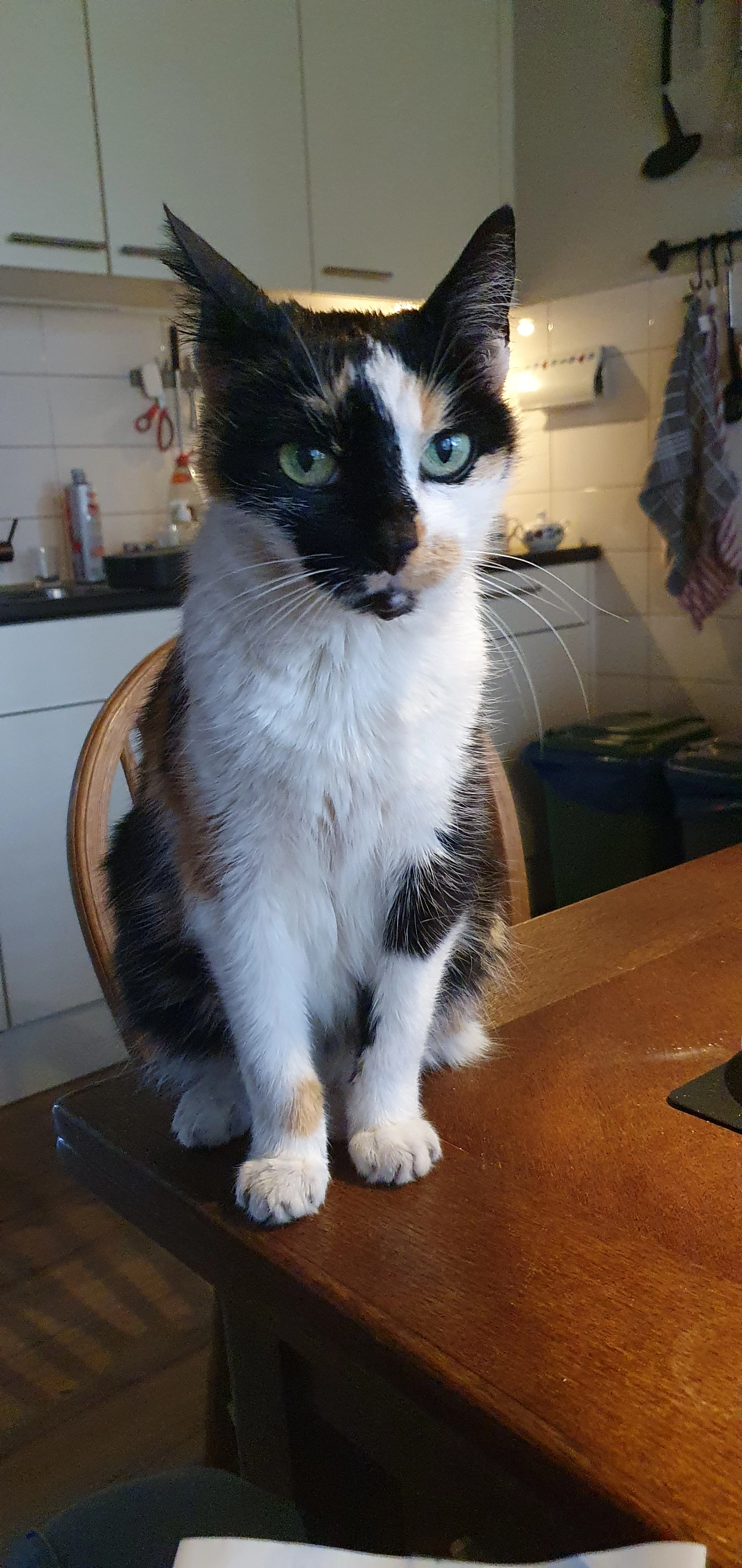 Minou - Zwaluwstraat, De Lutte