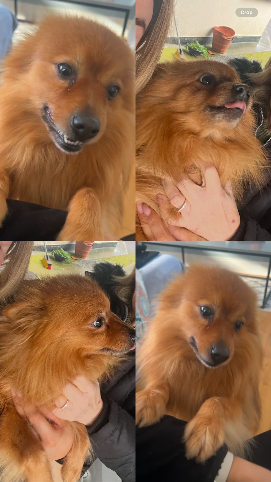 Leo - Loreto Road, Muckross