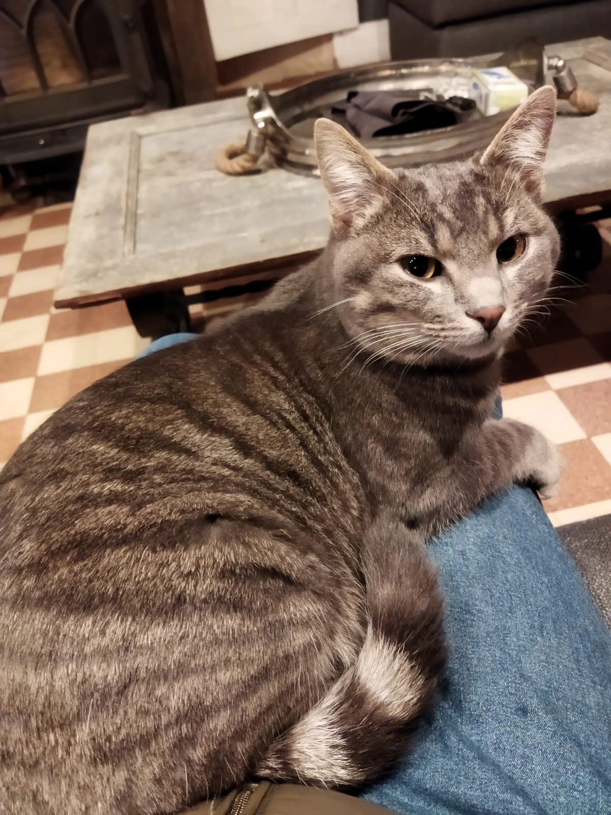 Topaz  - Route De Gruteau, Les Bois d'Anjou