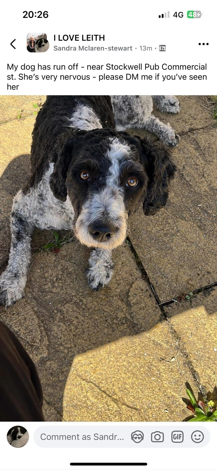 Ziggy - Trinity Crescent, Edinburgh