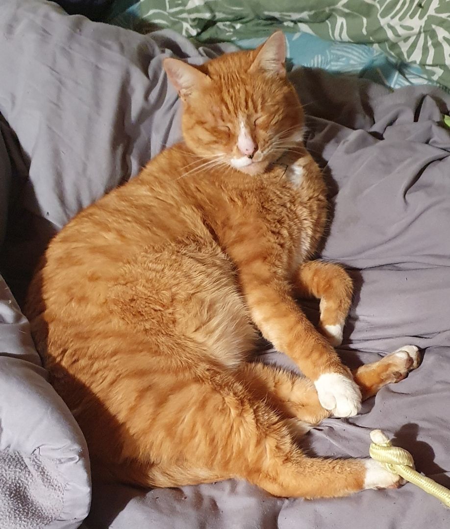 Nino - Rue Des Carrières, Val-de-Moder