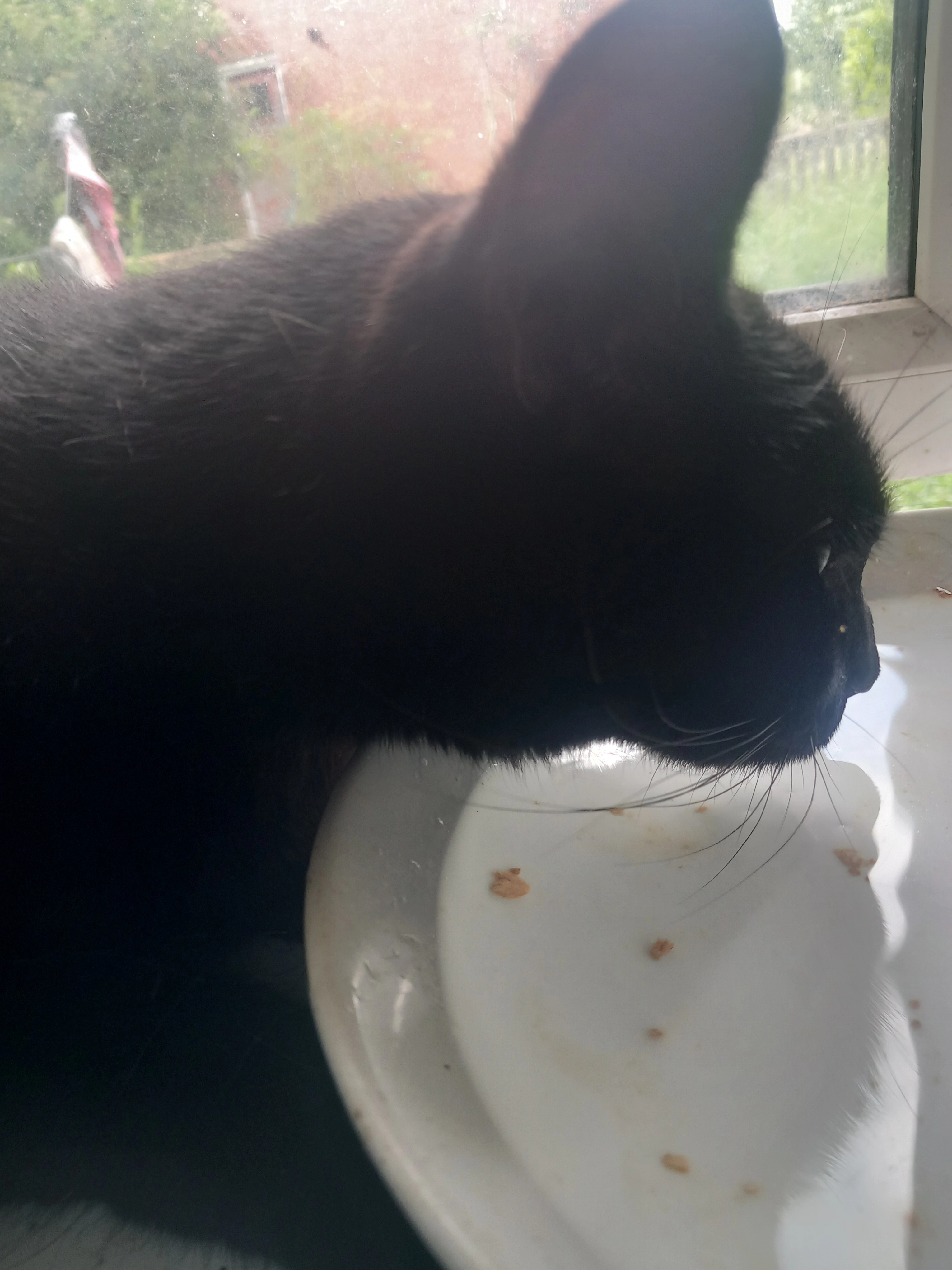 Sooty  - BL9 6, Bury