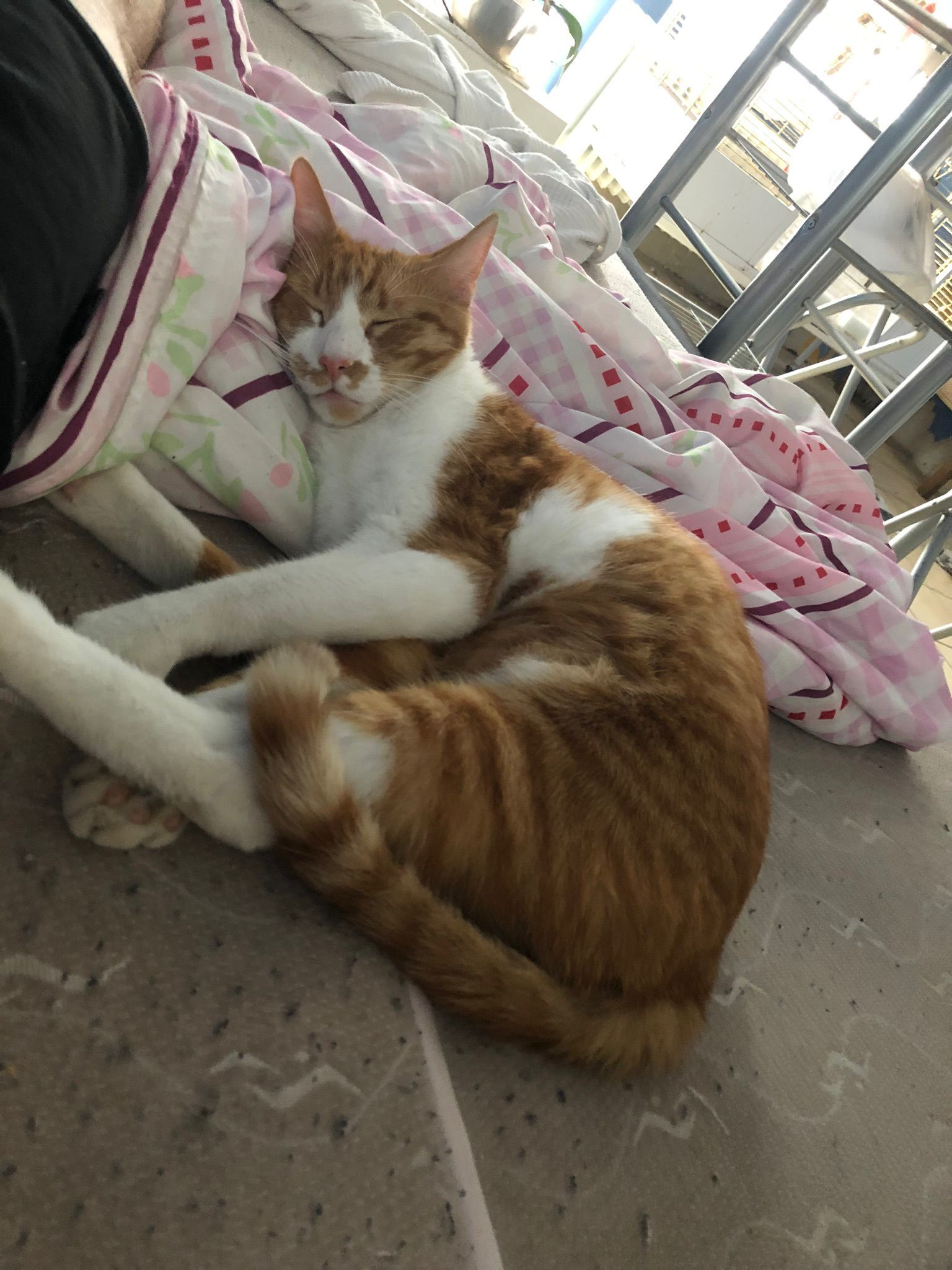 Skipper - 76870, Kandel