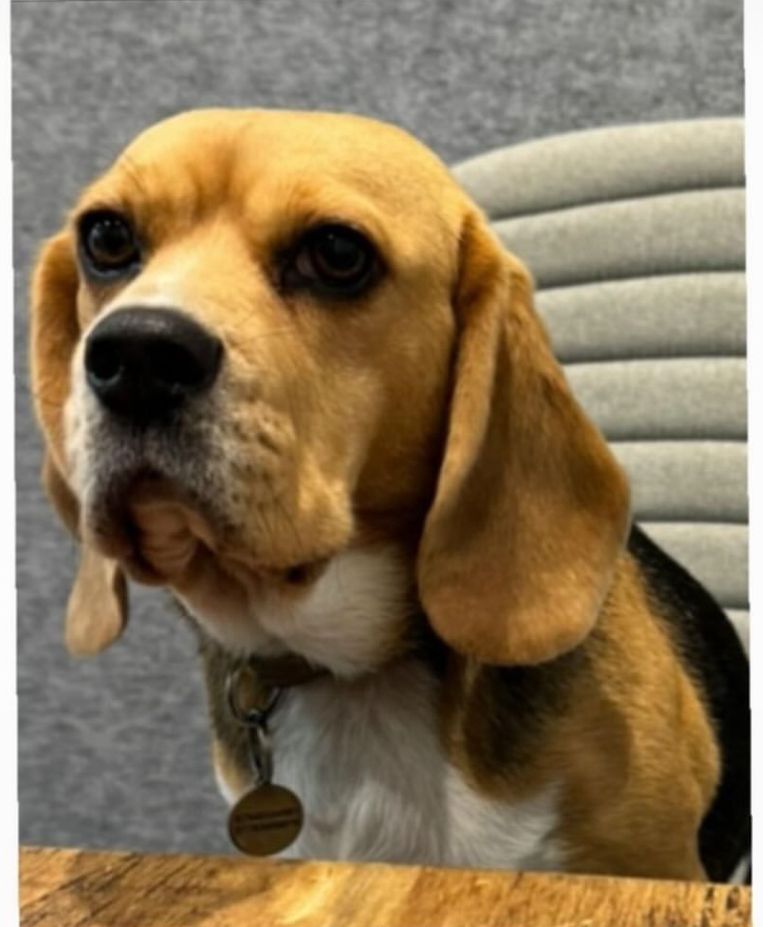 Neevy - London Road, Brighton