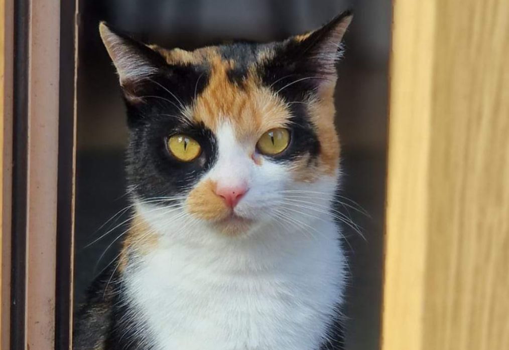 Polly - Klosterstraße, Blankenburg