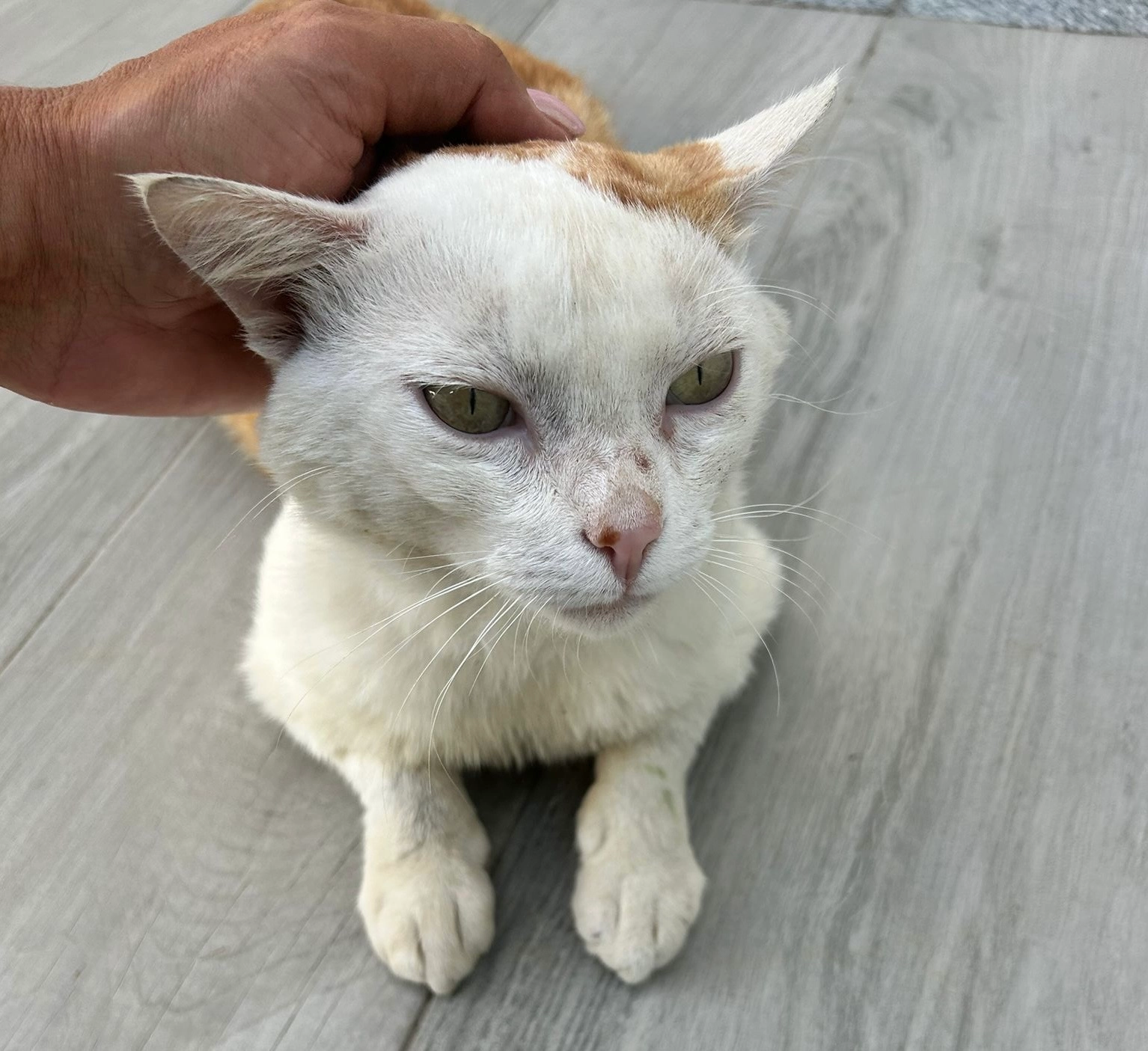 Piruças - Rua Urbanização Do Cidrão, Jovim