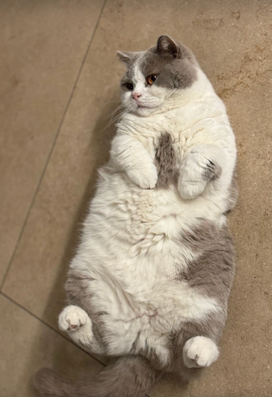 Neptun - Salzstraße, Bisamberg