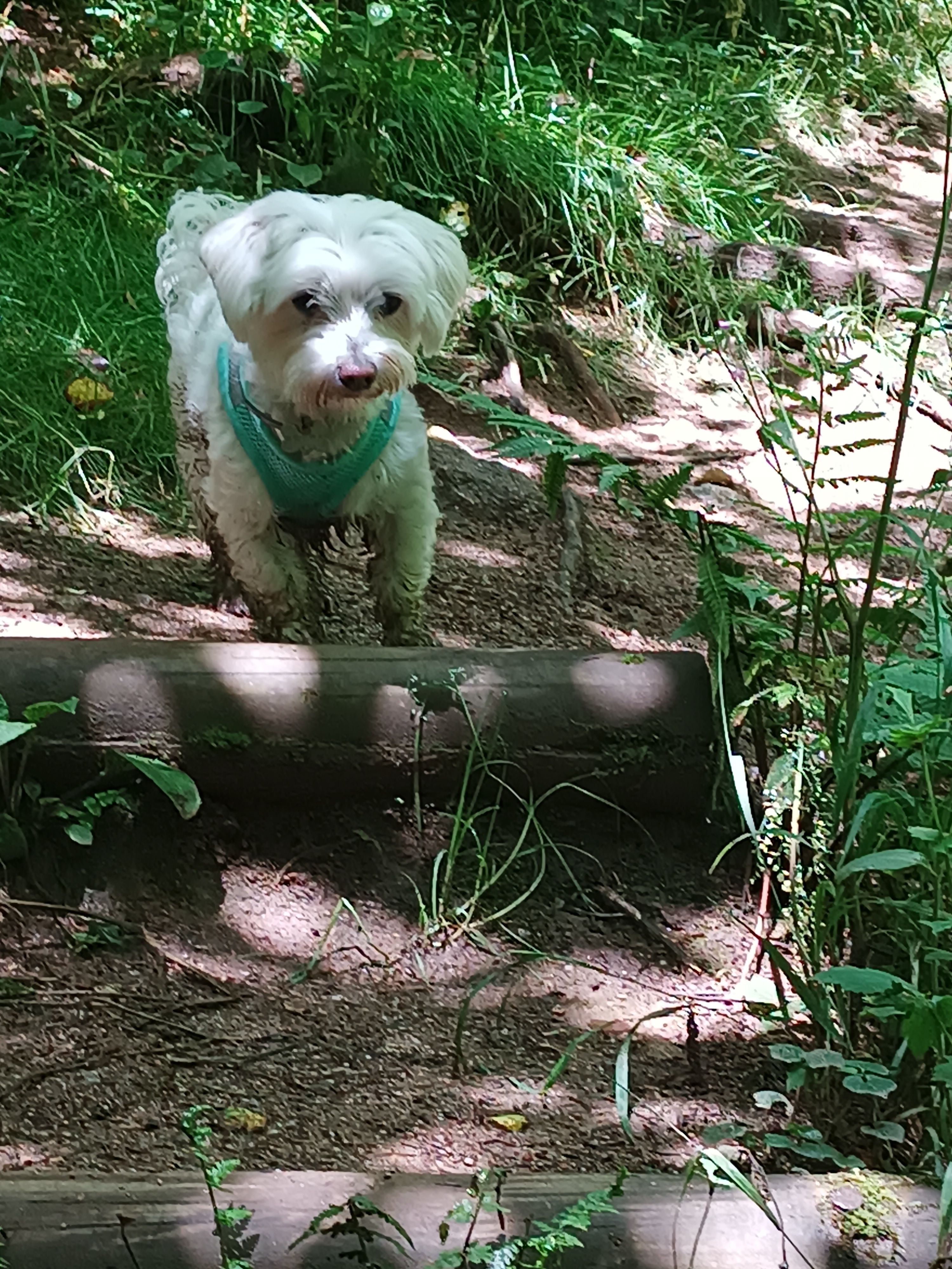 Zelda - Rue de Barcelone, Nîmes