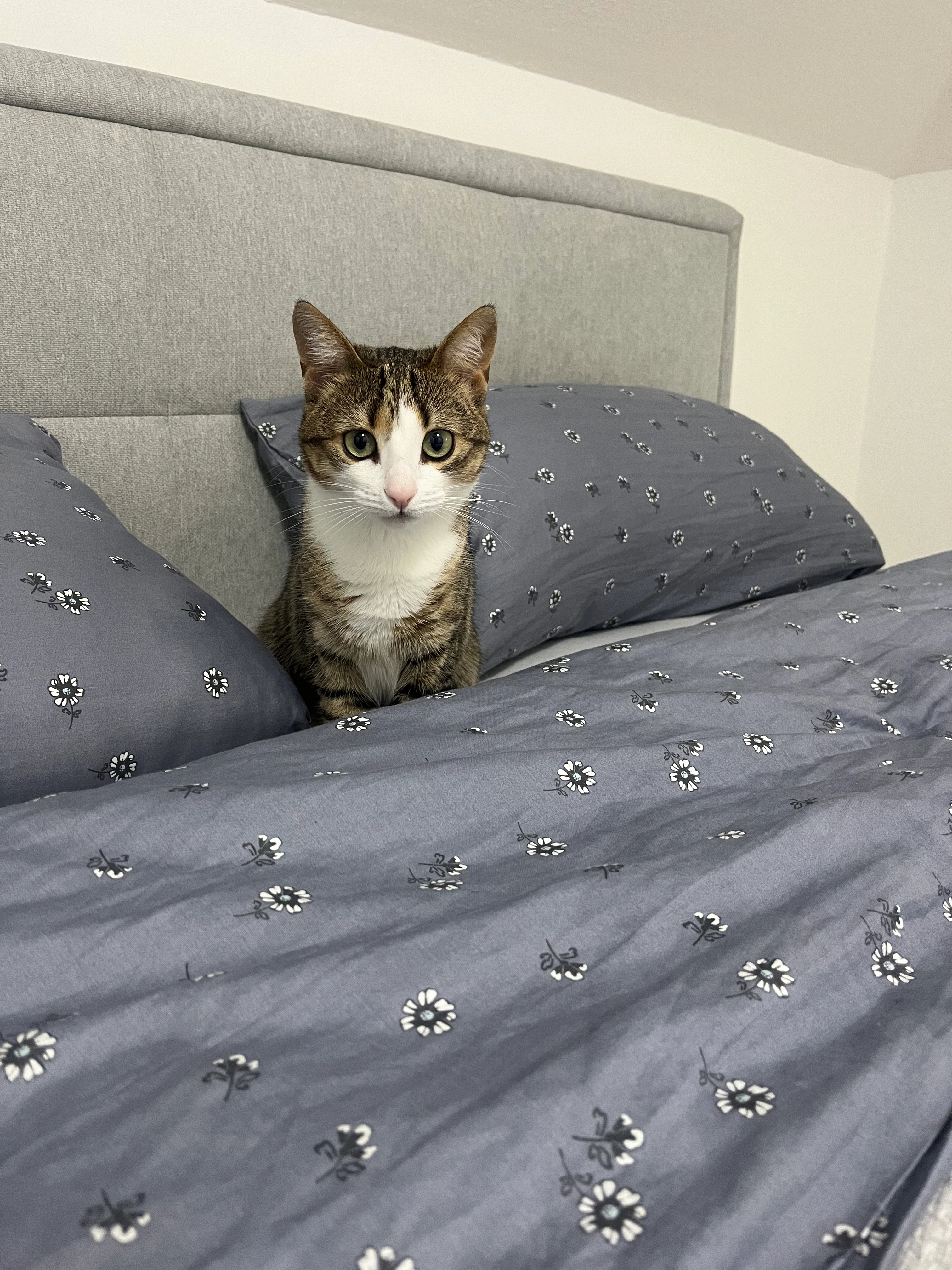 Zely - Felix-Wankel-Straße, Dieburg