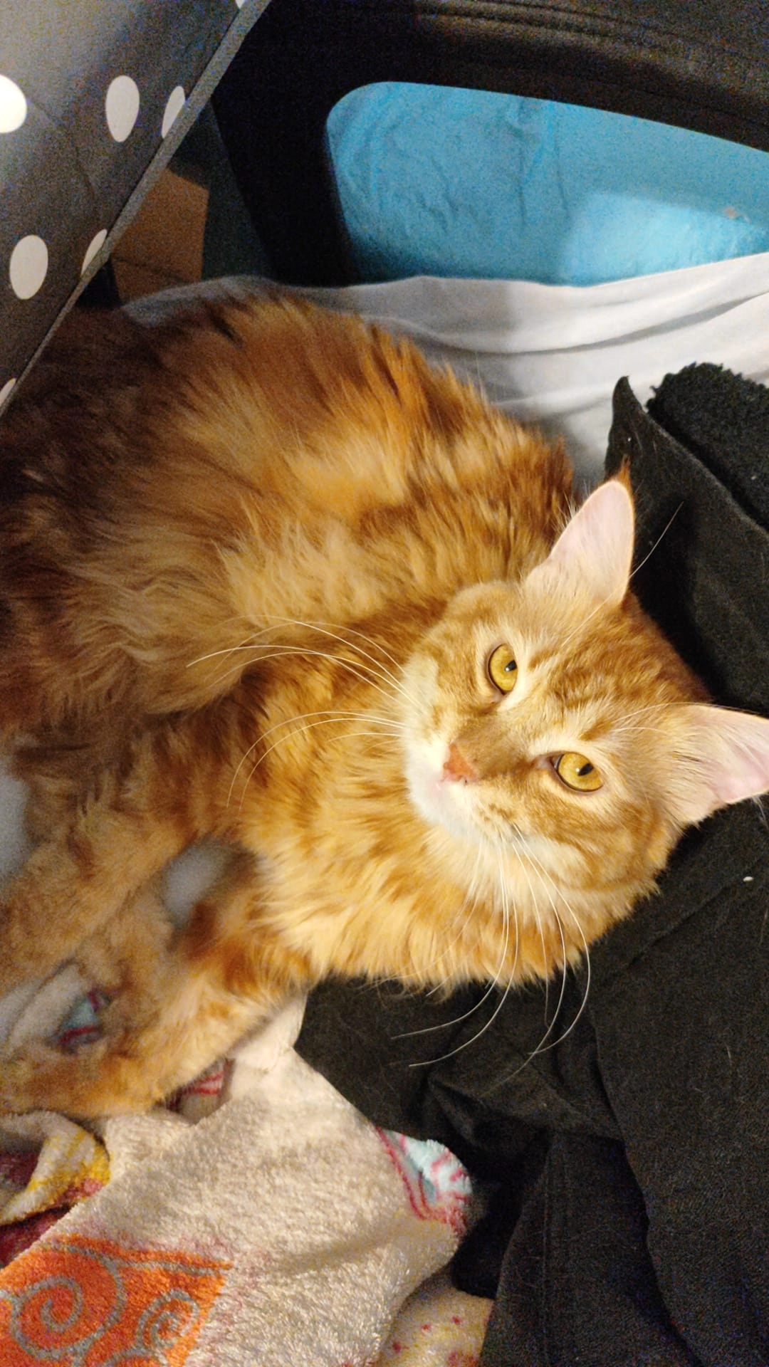 Teemo - 2 Impasse de l'Oliveraie, Alès