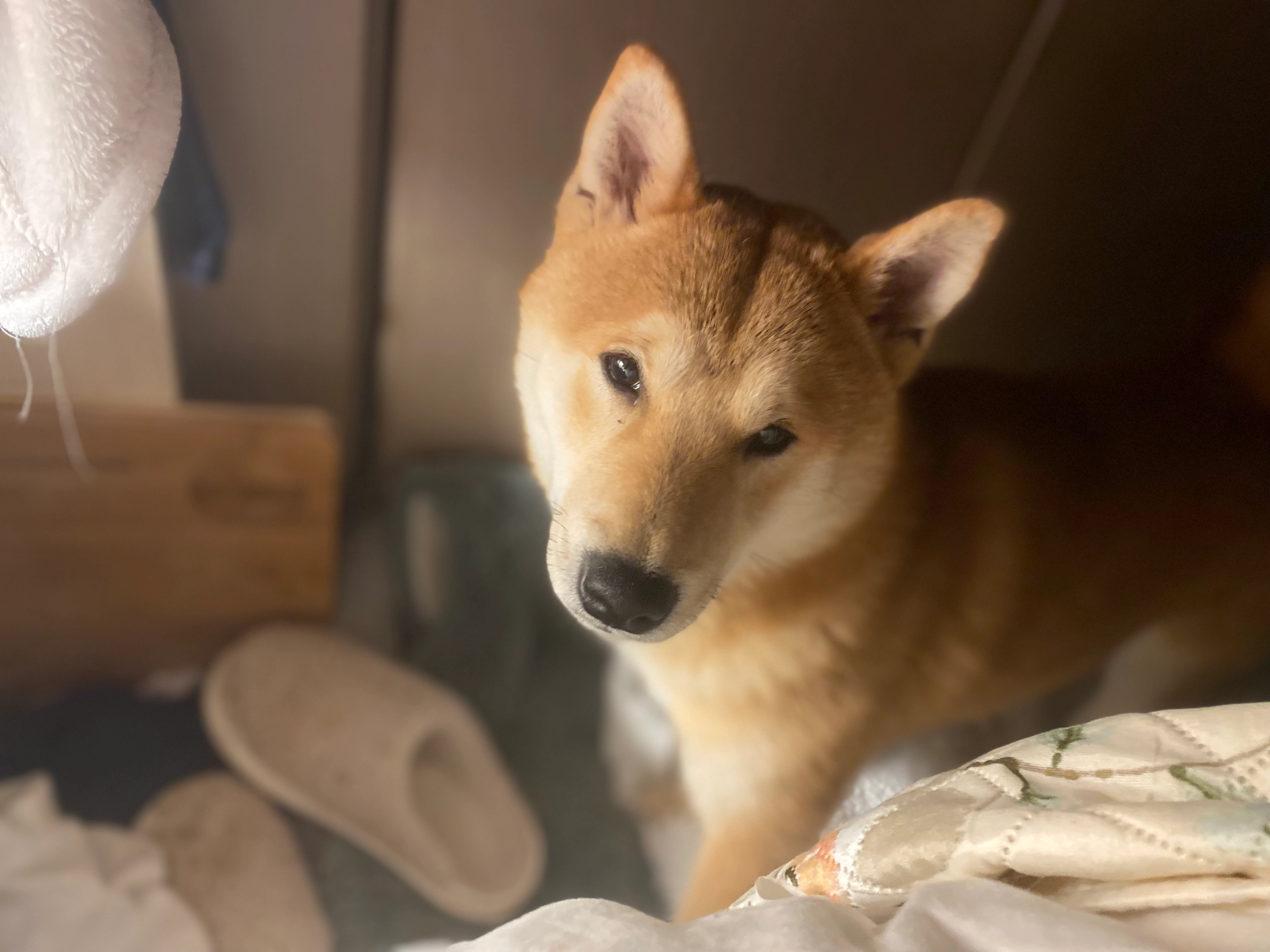 Xuan - Leegstraat, Oostrozebeke