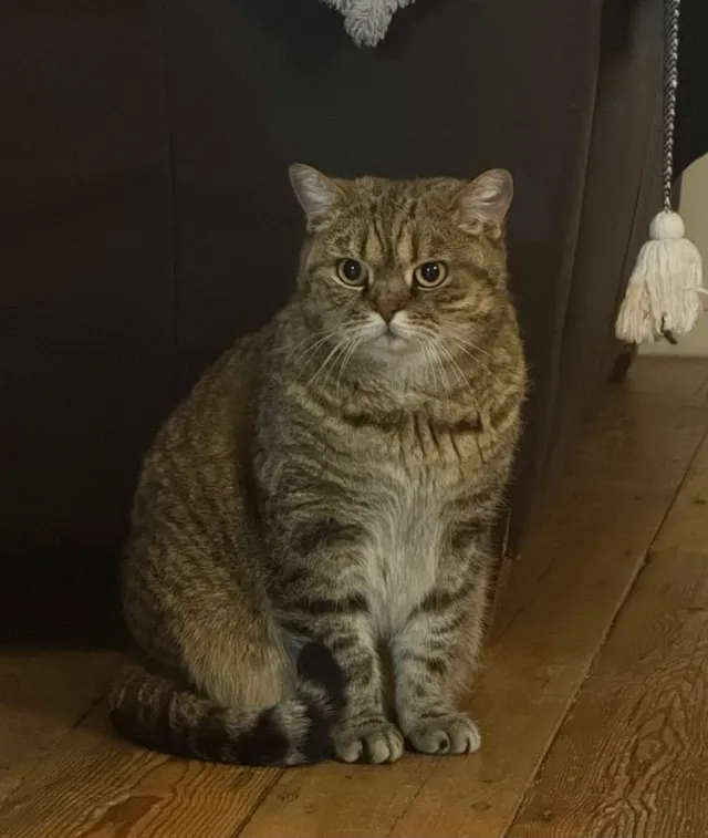 Matilda  - Crescent Road, Brentwood