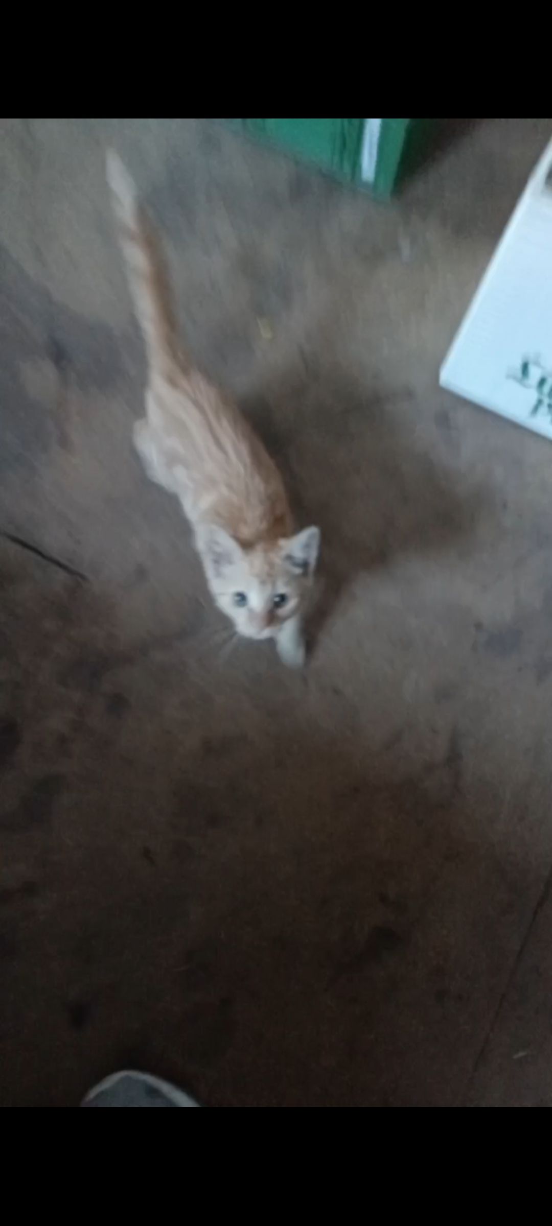 Rosi - Serwester Dorfstraße, Chorin