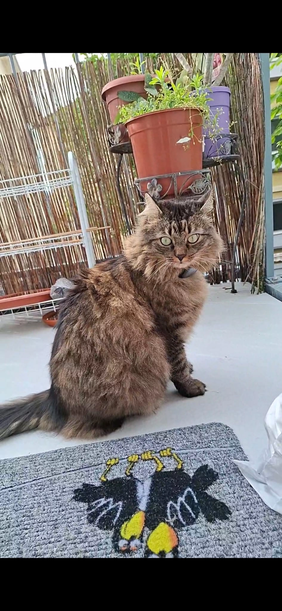 Orm - Rosenbergweg, Sankt Gallen