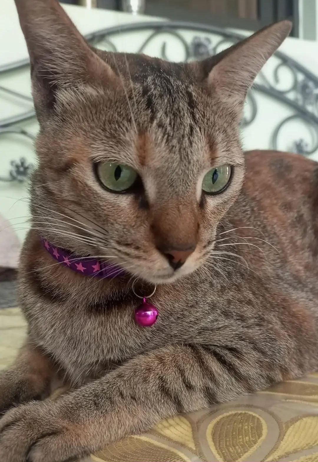 Harley - Lyari, Karachi