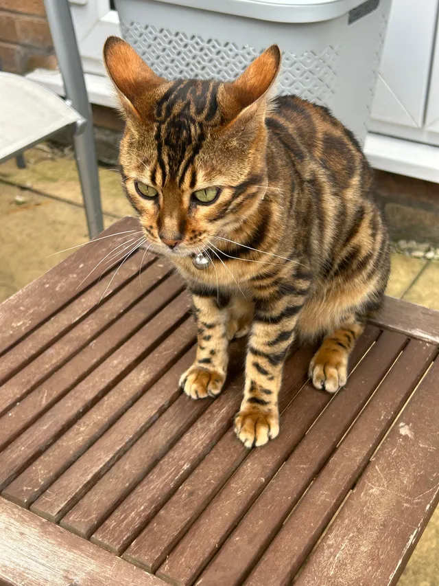 Cozie - B77 2, Tamworth