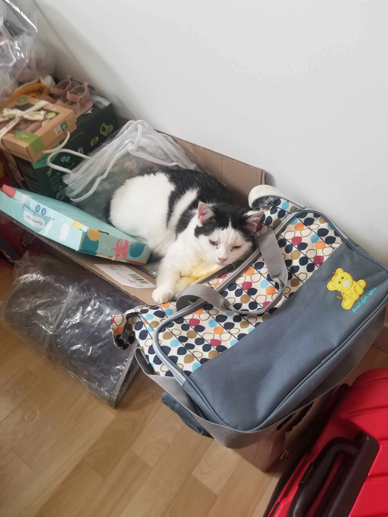 LEÏA  - 53300, La Haie-Traversaine