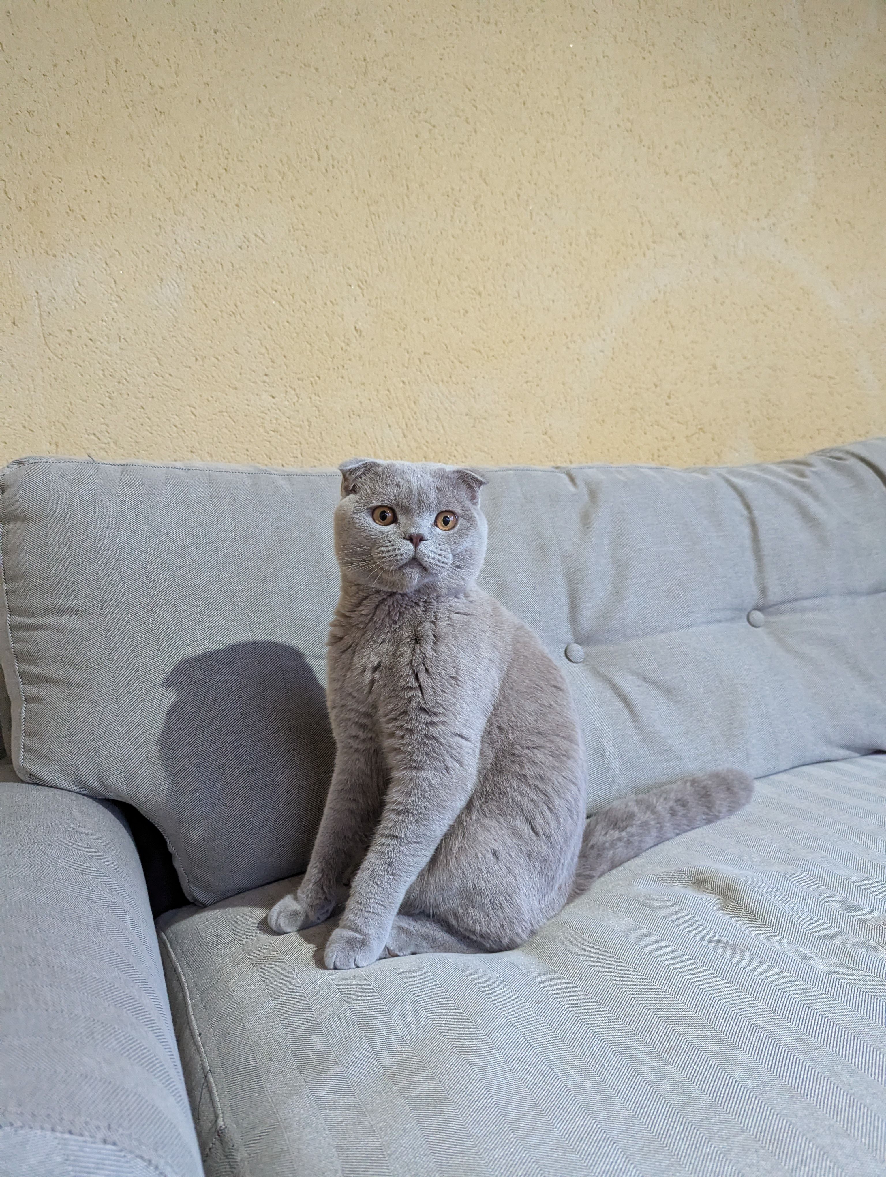 MIAU MIAU  - Rue Joseph Girard, Saint-Rémy-de-Provence