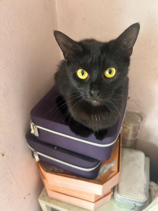 Sooty - Lapstone Gardens, Harrow