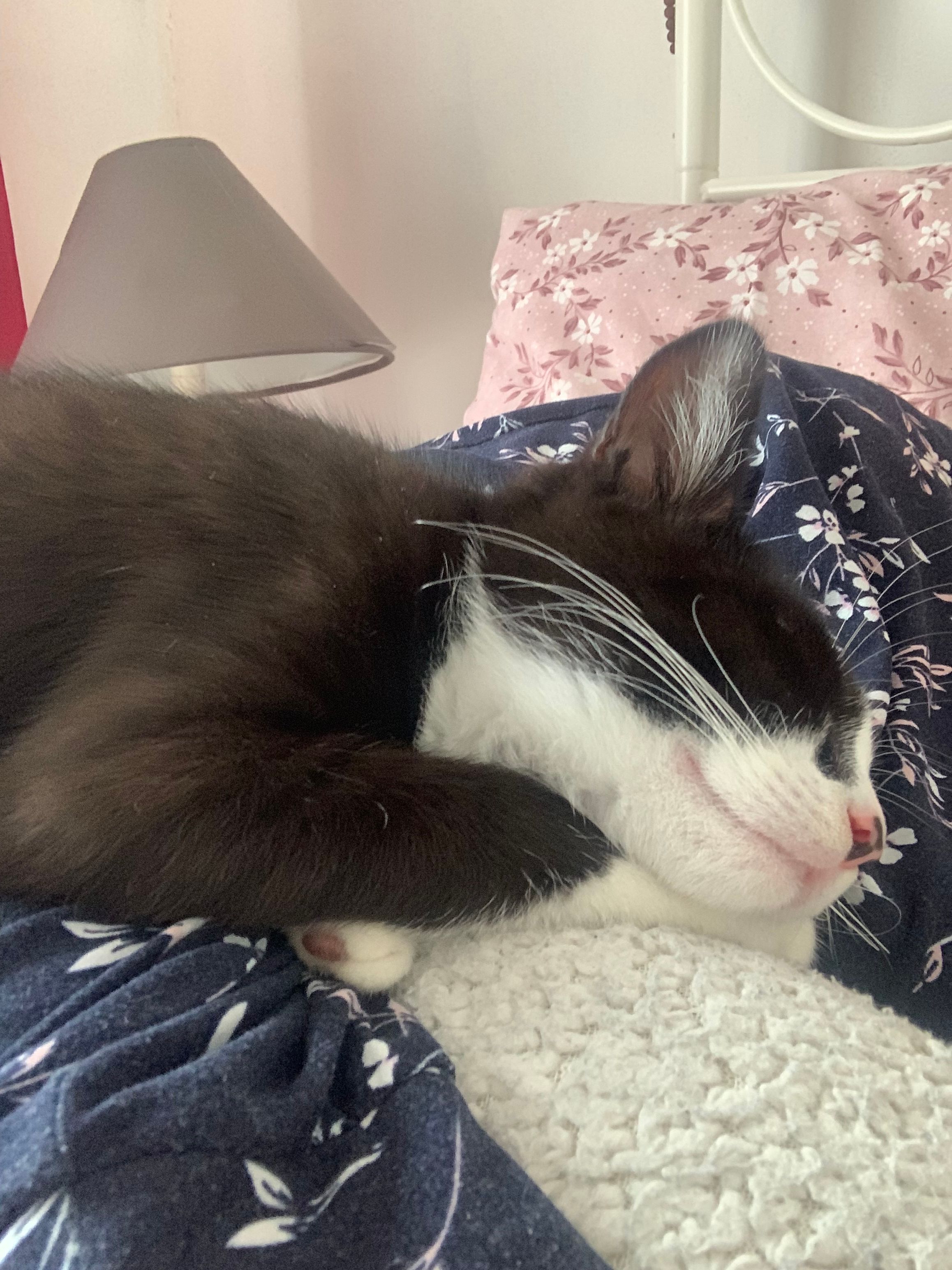 Moe - Jugback Place, Swords