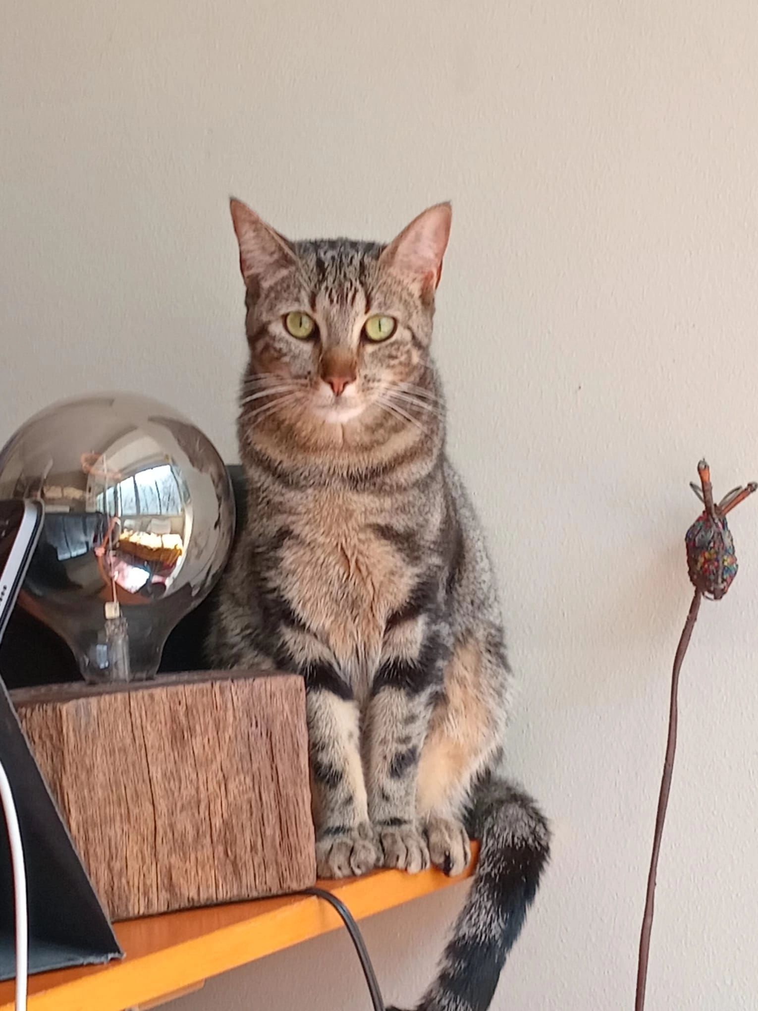 Alga - Avenida Columbano Bordalo Pinheiro, Lisbon