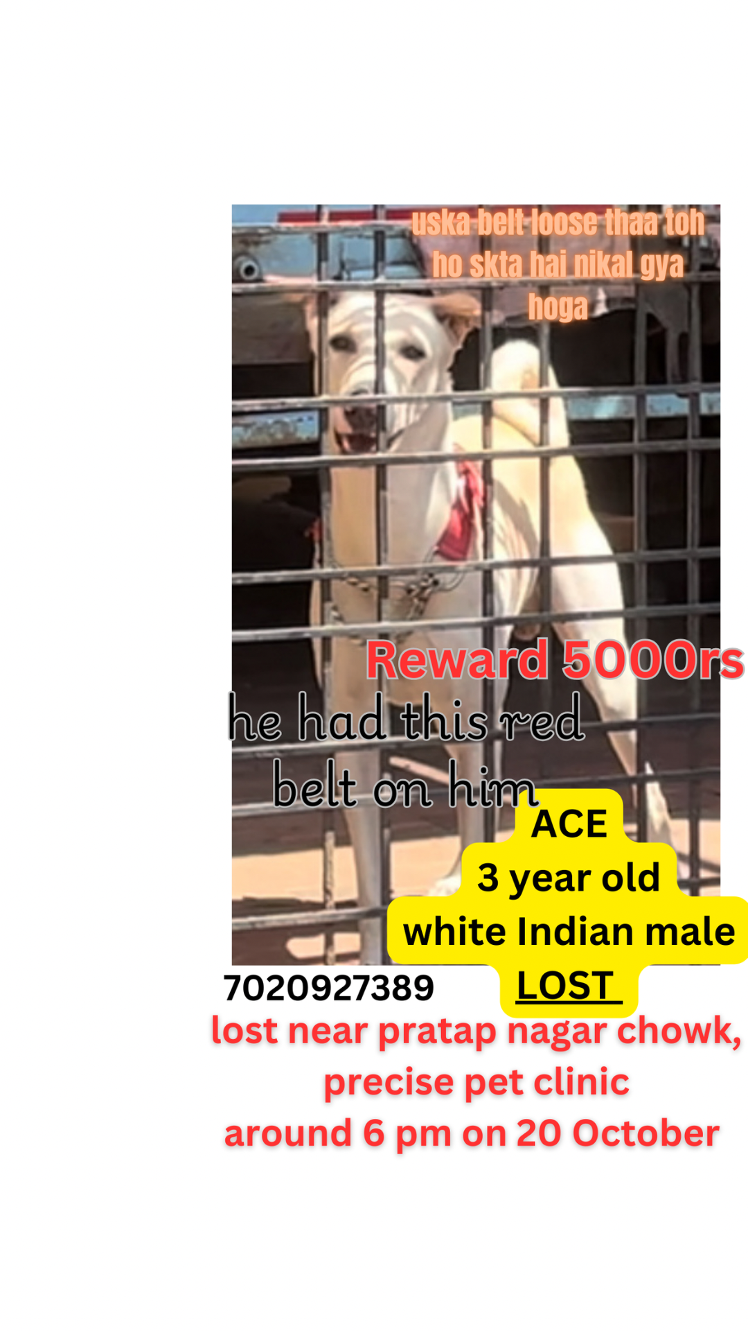 Ace - Pratap nagar chowk, precise pet clinic, Ring Road, Nagpur