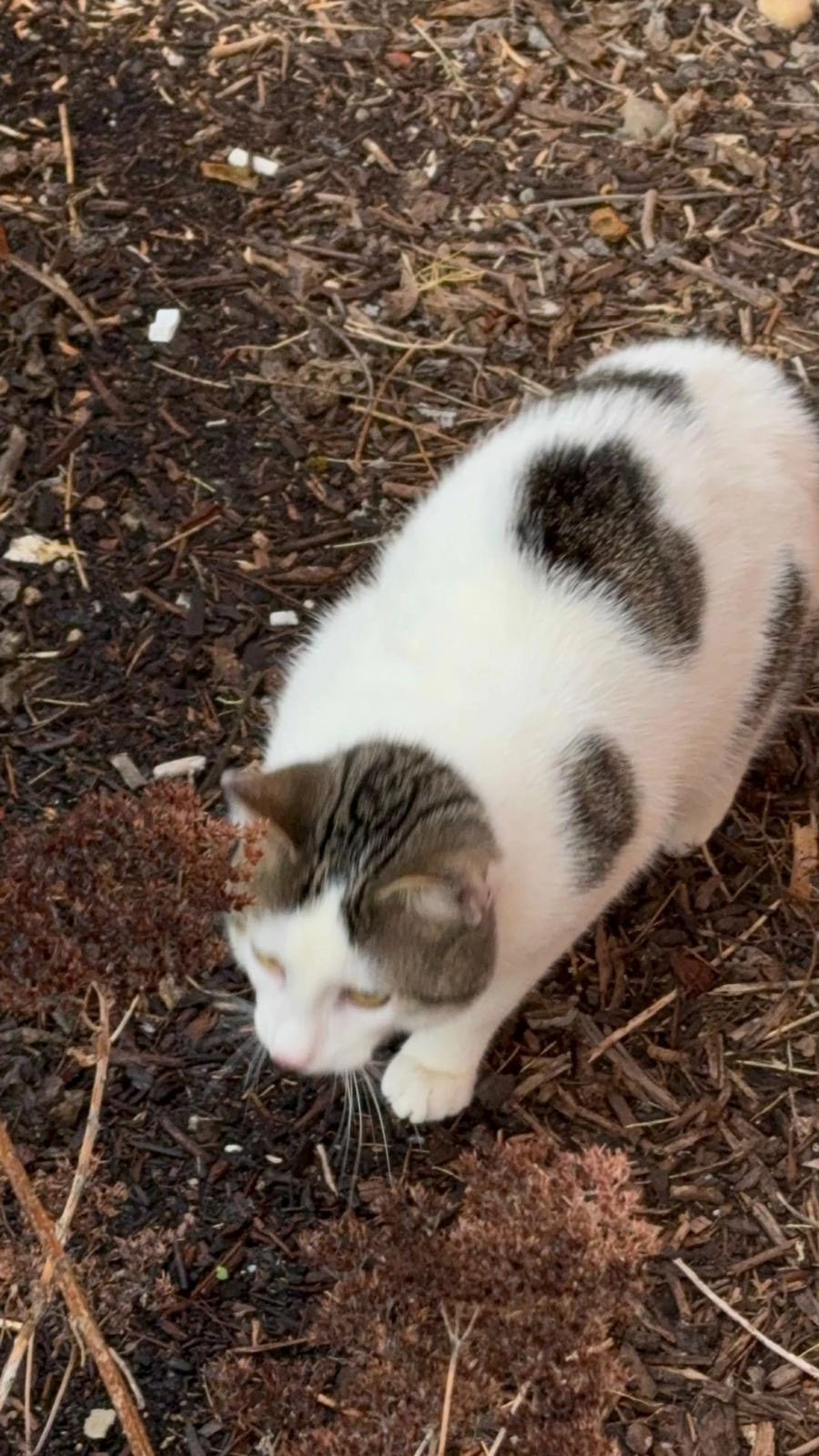 Zemra - Brückenstraße 85, Rüdersdorf bei Berlin