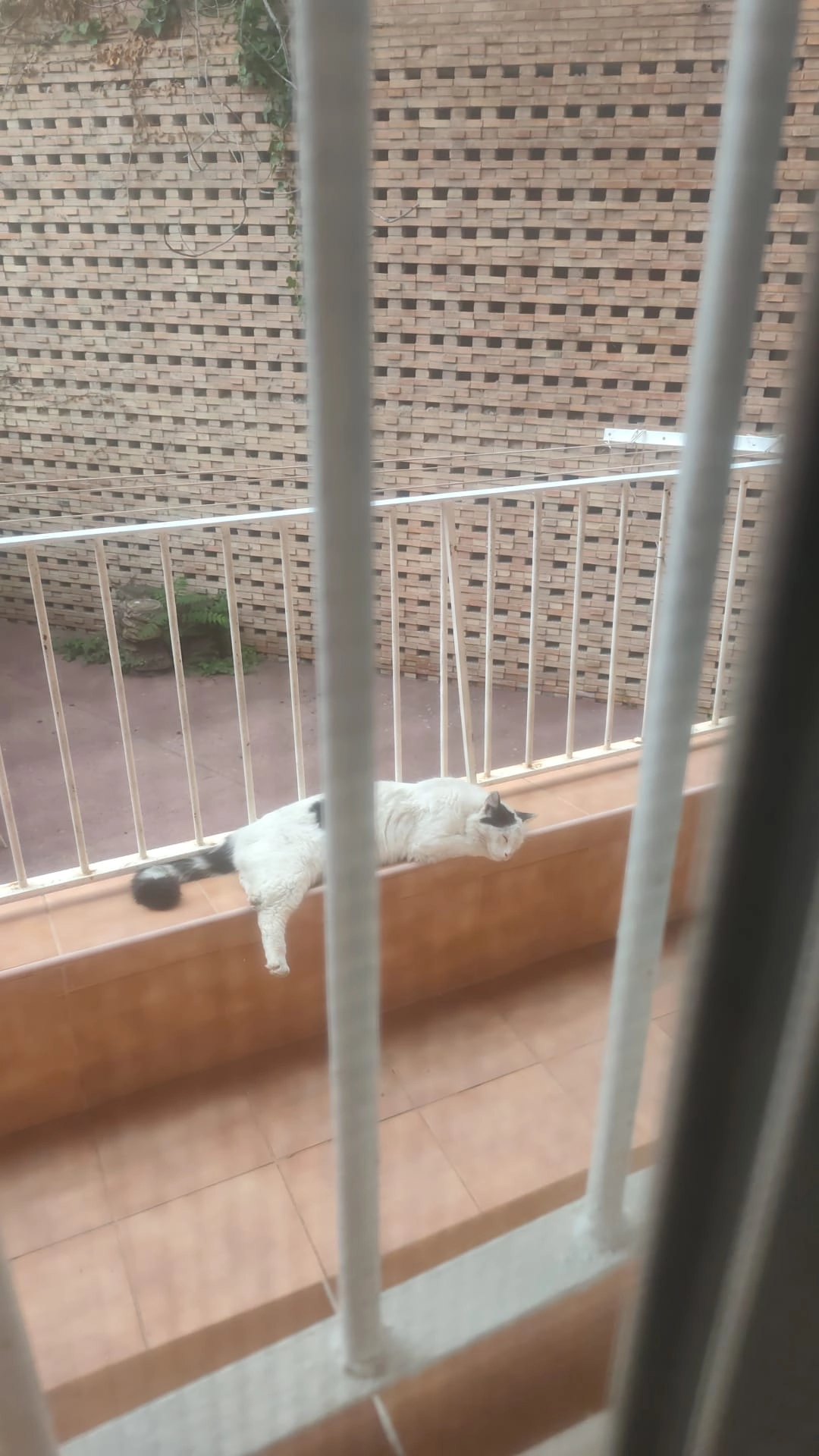 Blanquita - Avenida de la Condomina 5, Alicante