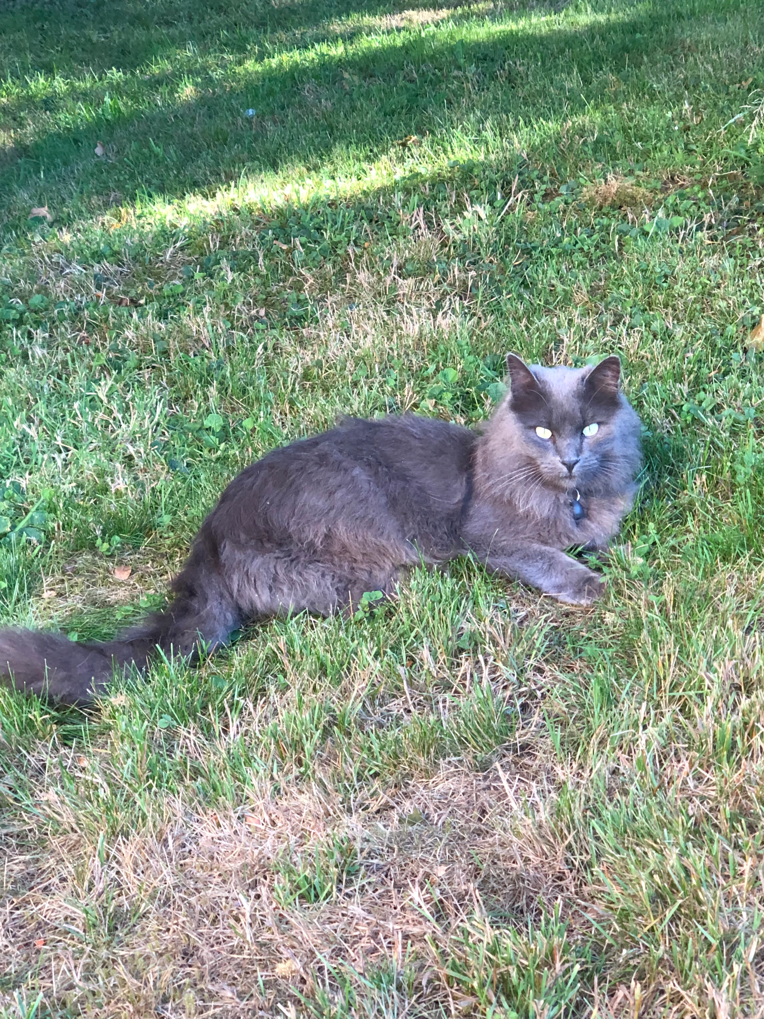 Ponyo - Coat Bihan, plourin les morlaix
