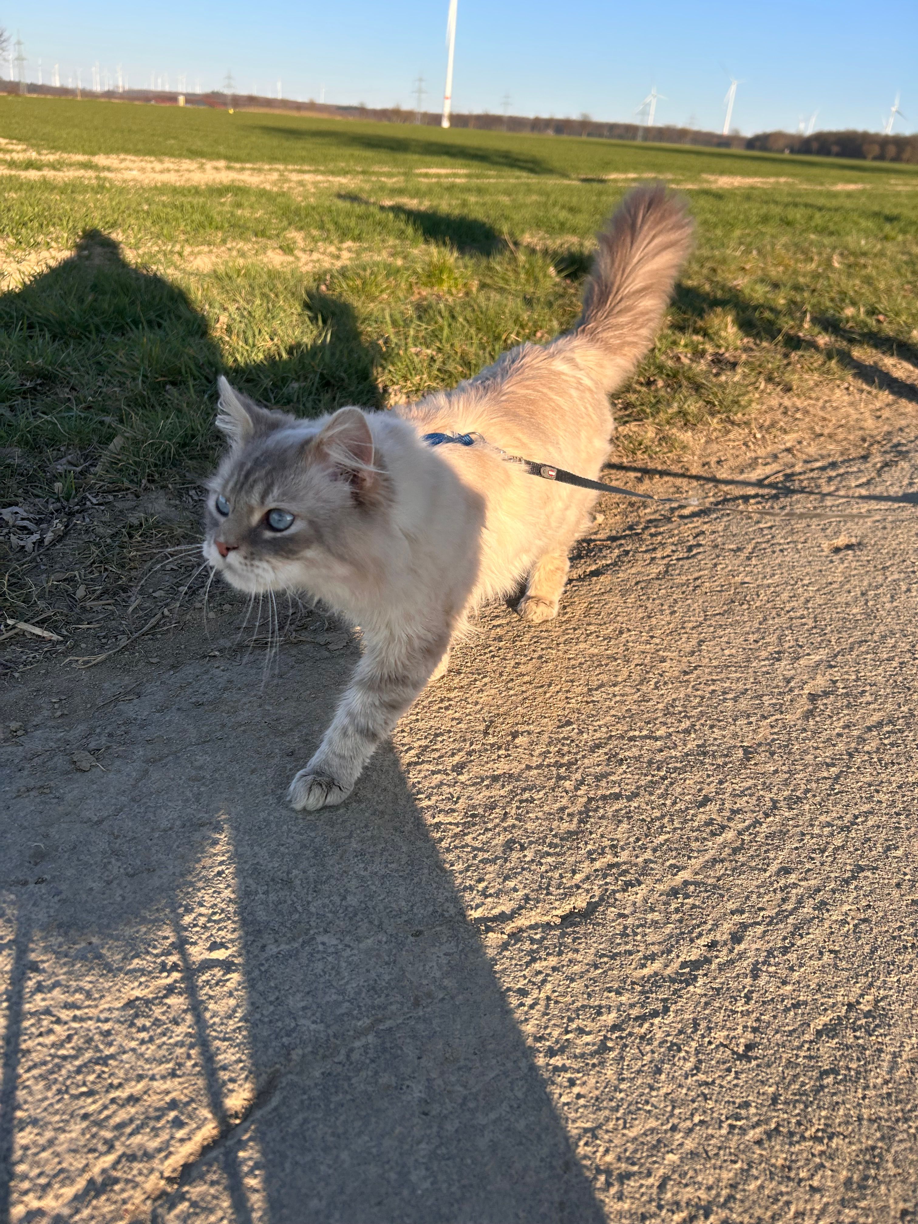 peng - Vitusstraße, Borchen