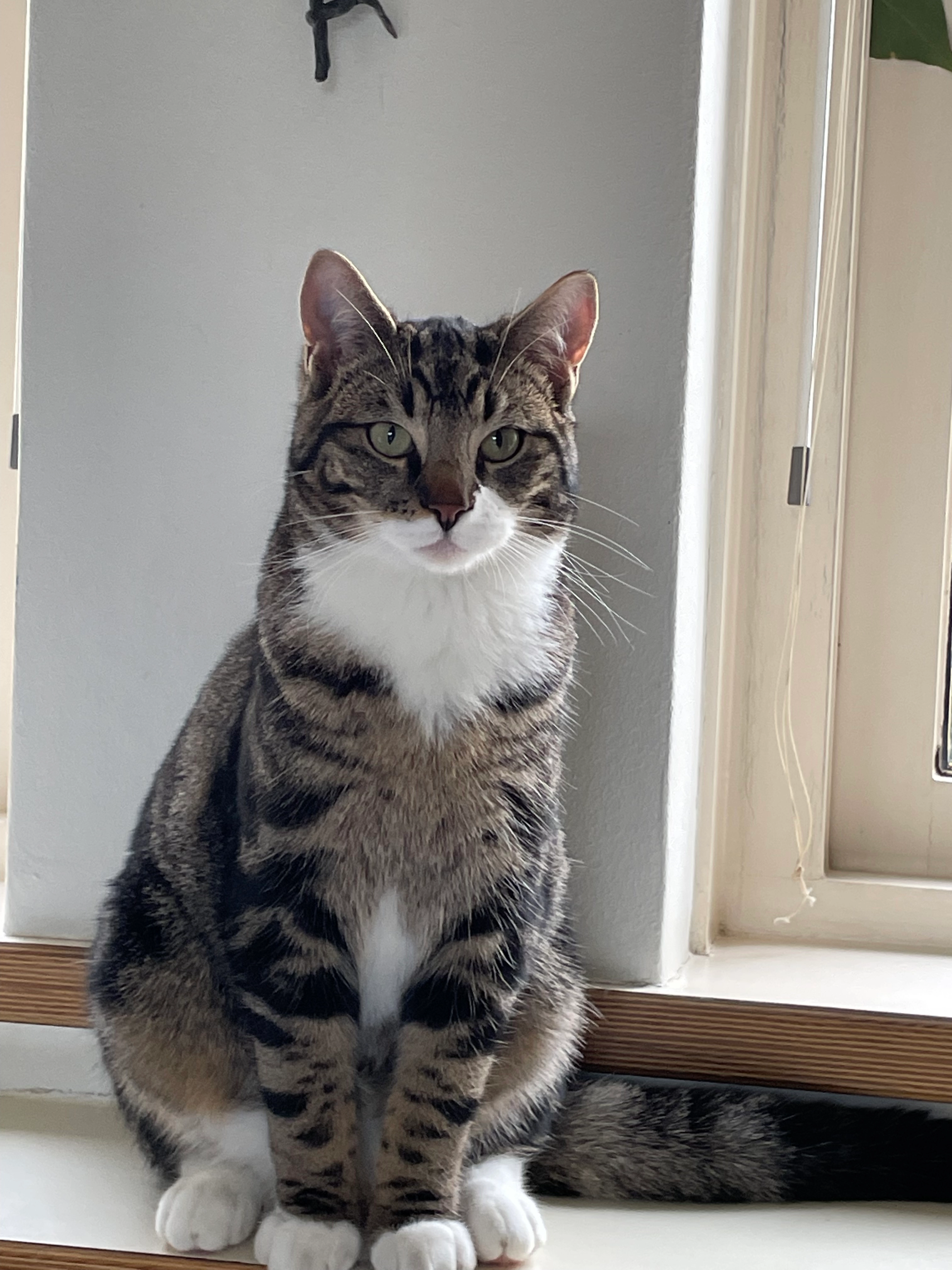 Eddie - Bornkamp, Heerde