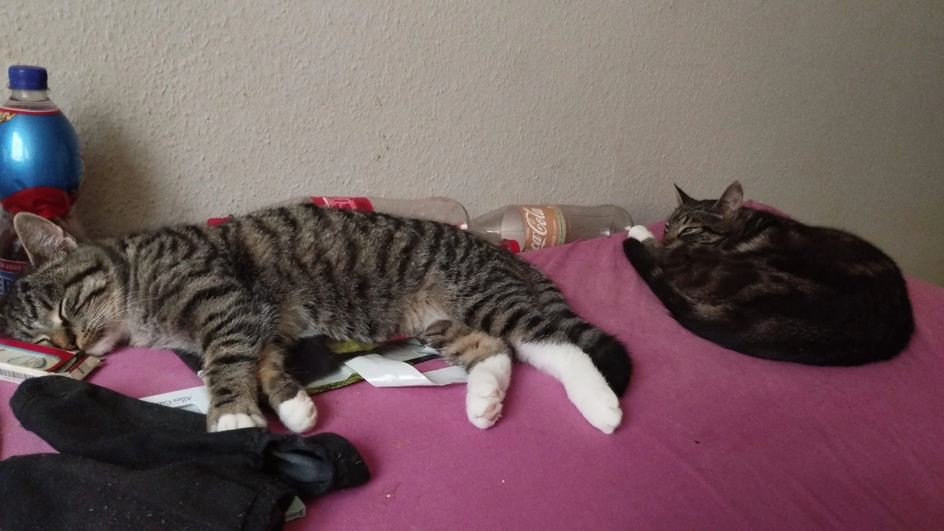 Luna - Süderholmstraße, Schleswig