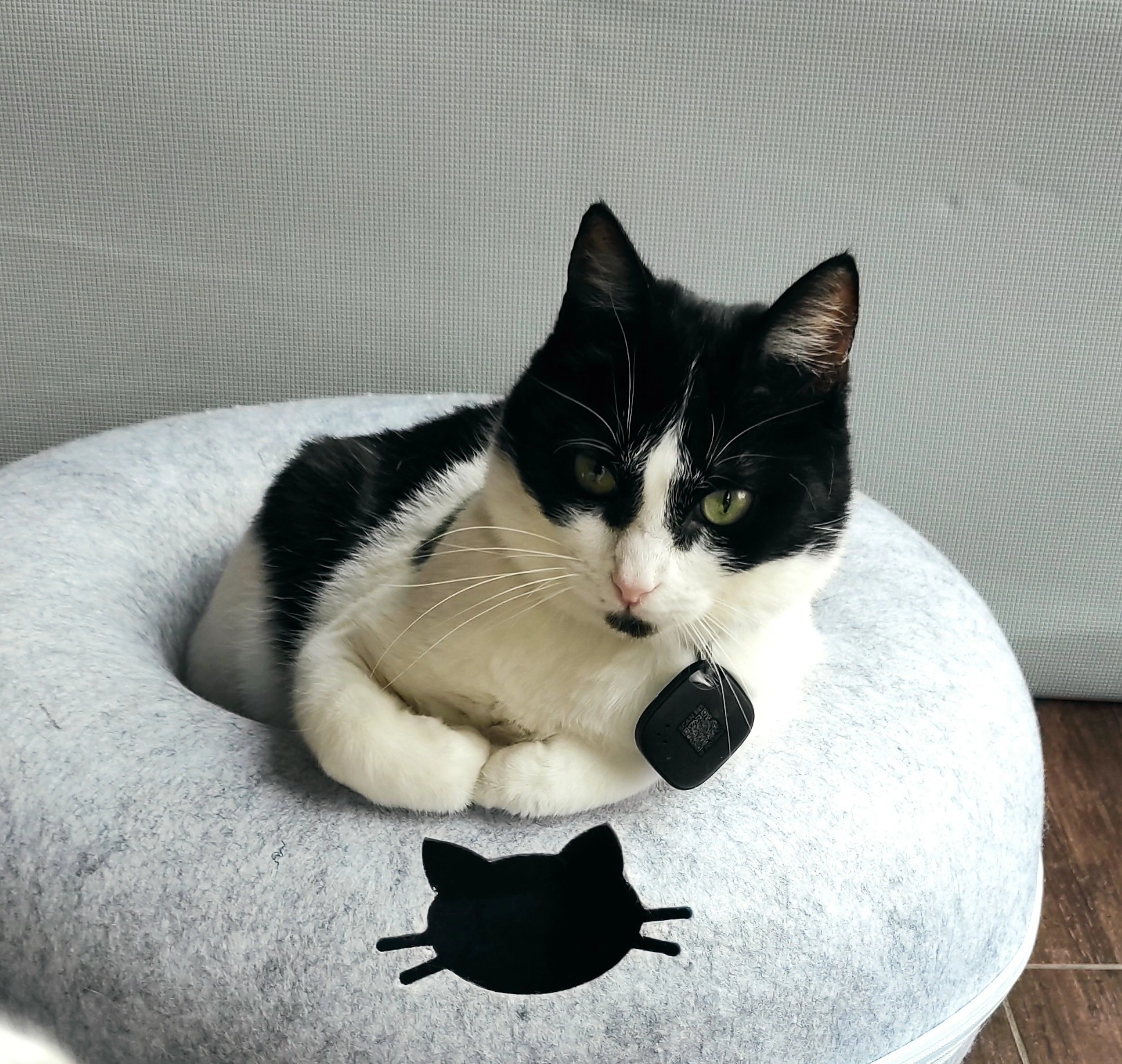 Flecky weiblich 2 Jahre - Schillerstraße, Ostrach