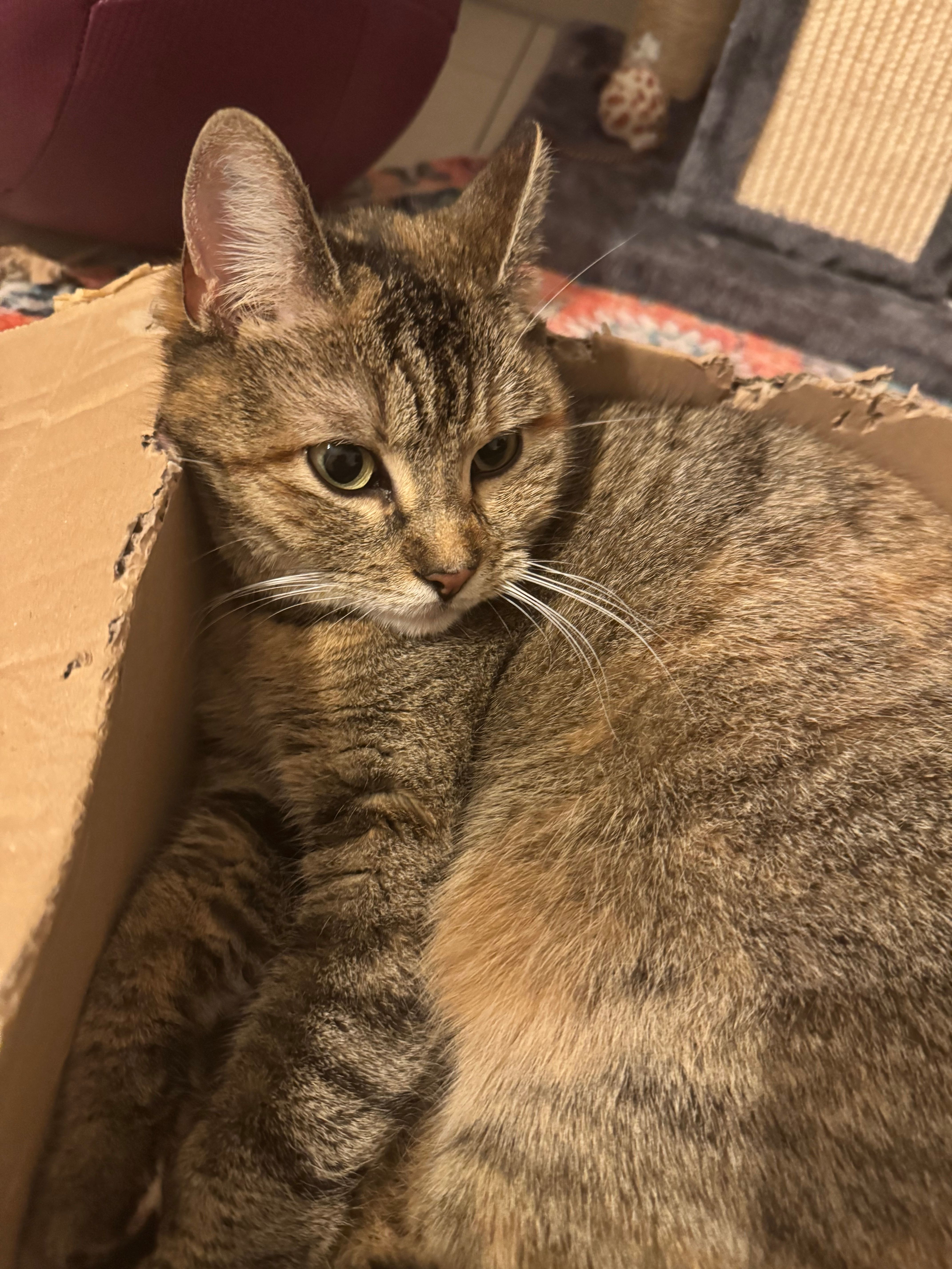 Lissy - Charles-De-Gaulle-Straße, Villingen-Schwenningen