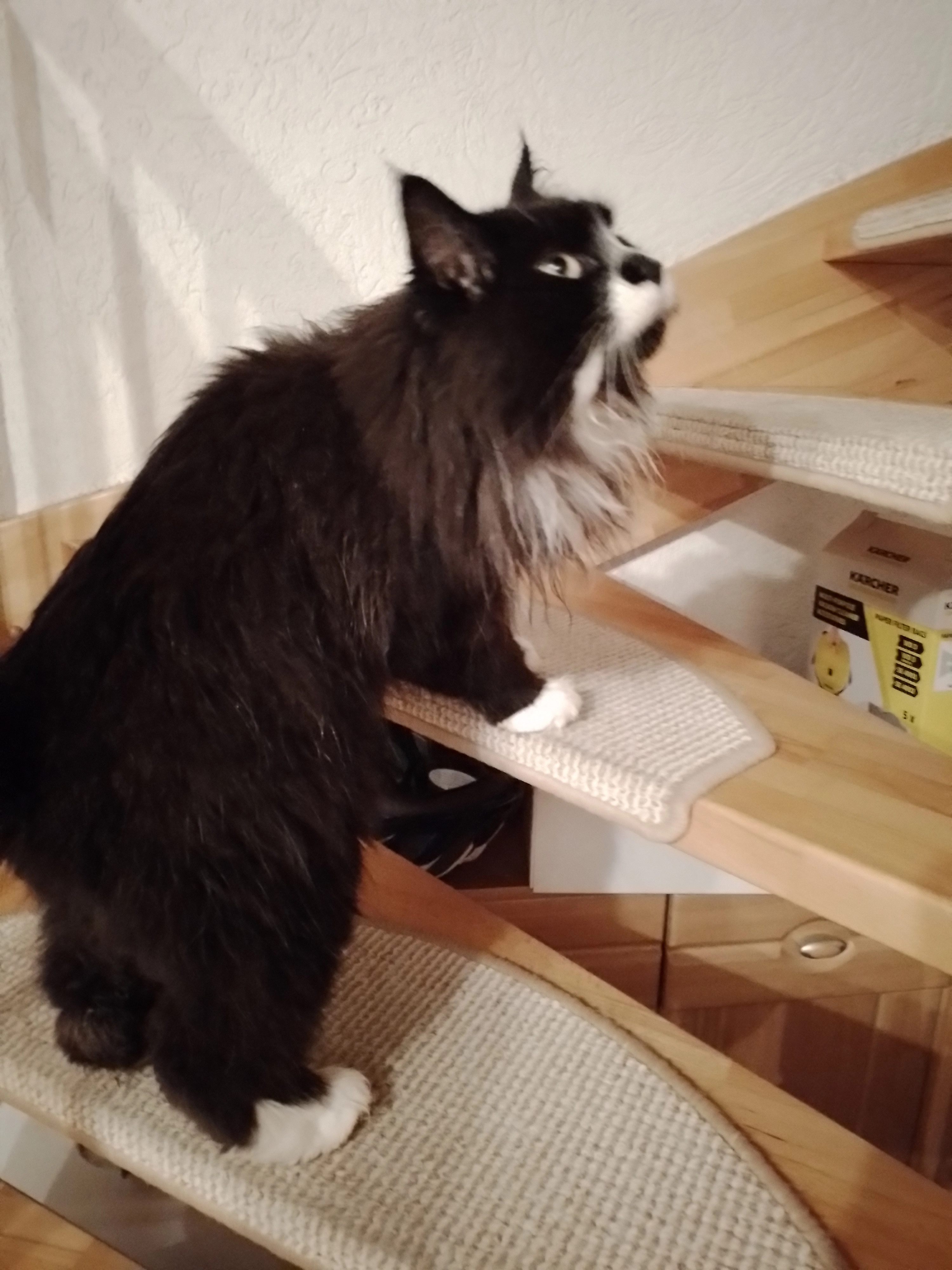 Gandalf - Schifferamt, Winsen