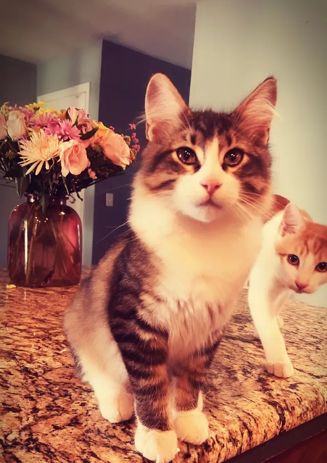 Gizmo - 7624 W Brook Dr, Littleton