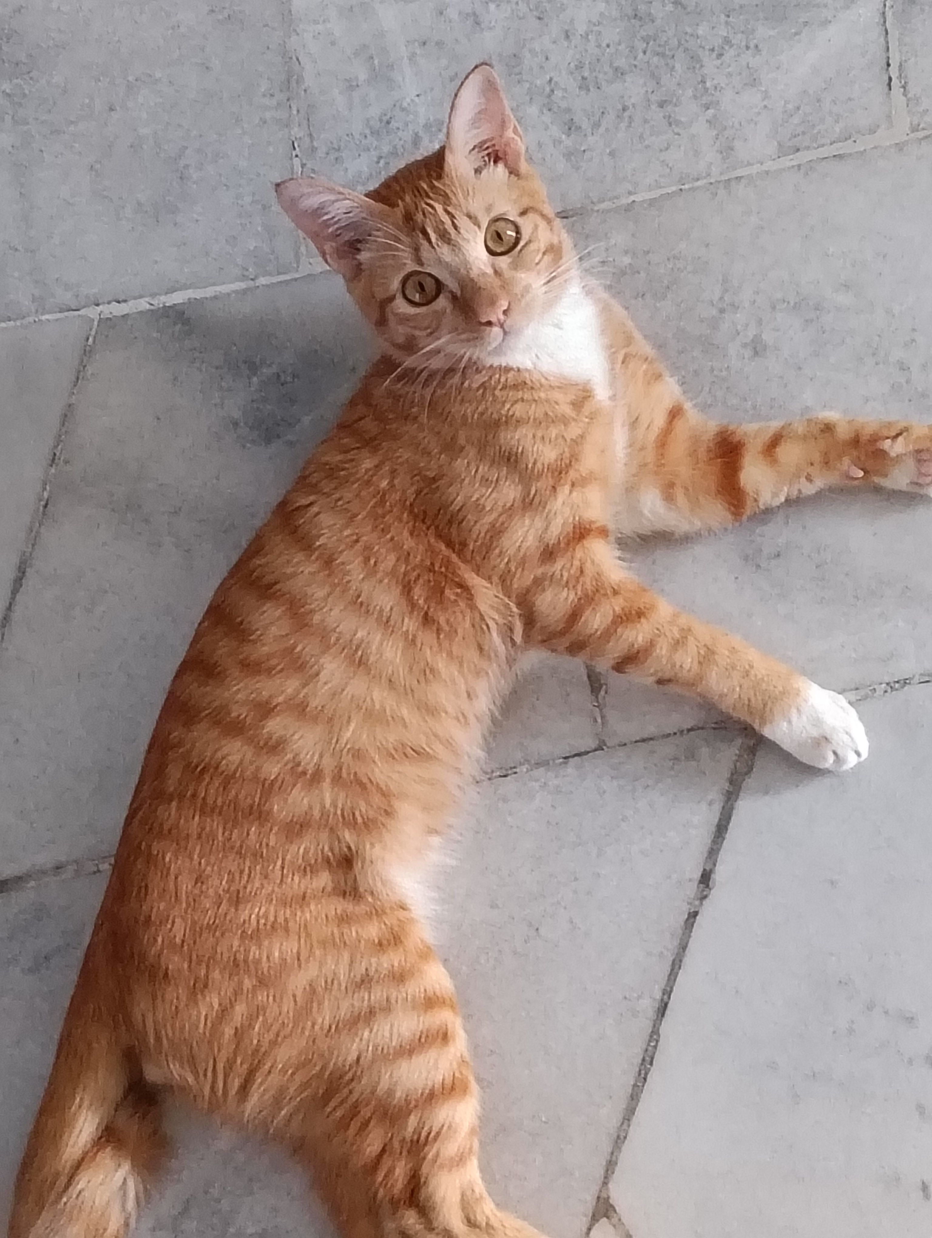 Mui mui (male less than 1yo orange tabby with kinked tail) - 53300 desa setapak near lrt, Kuala Lumpur