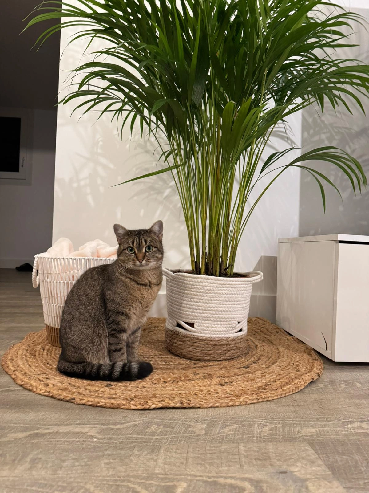 Lilo - 43 Rue du Port, Plérin