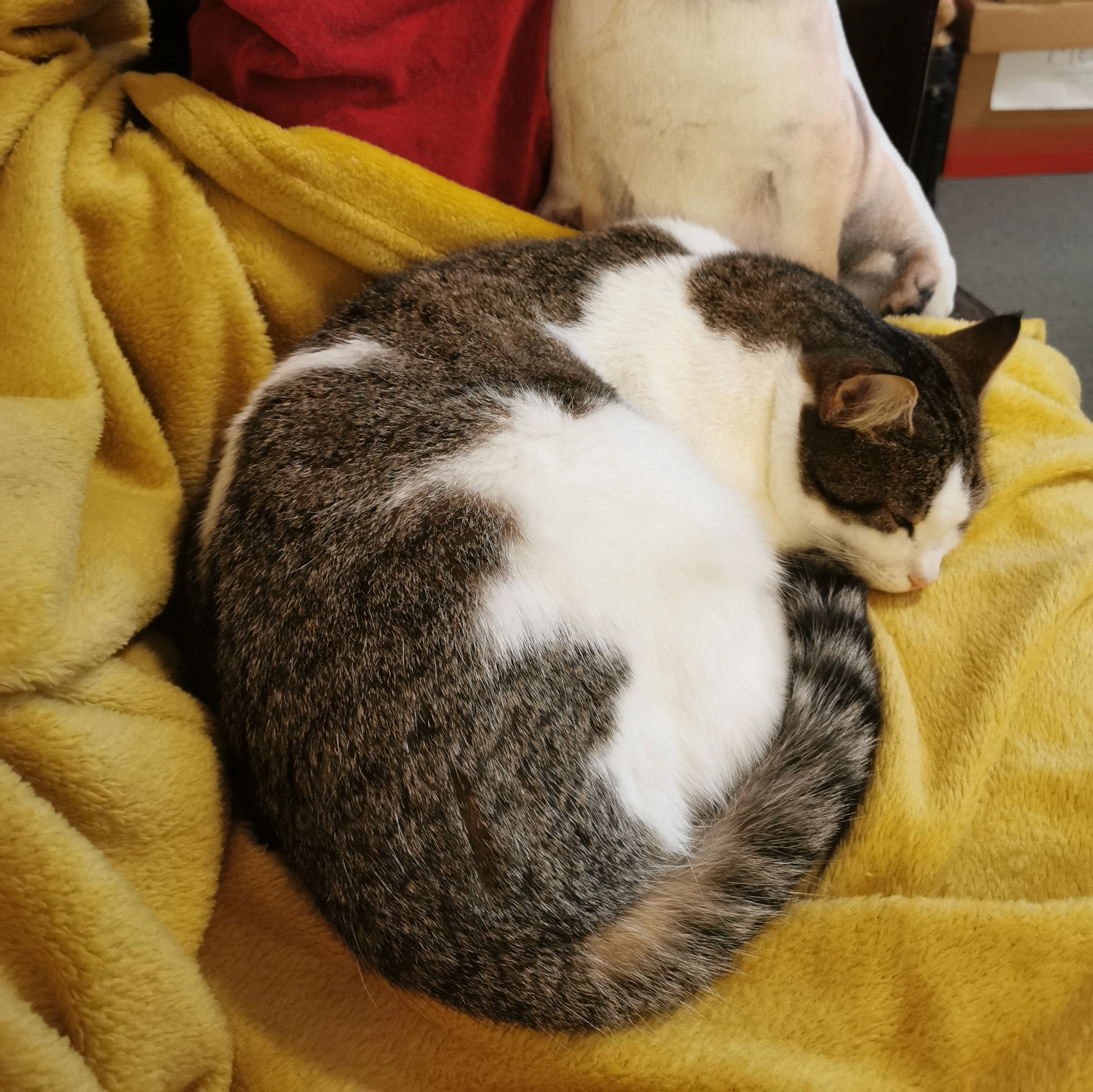 Ti boop - Rue Colette Besson, Bouaye