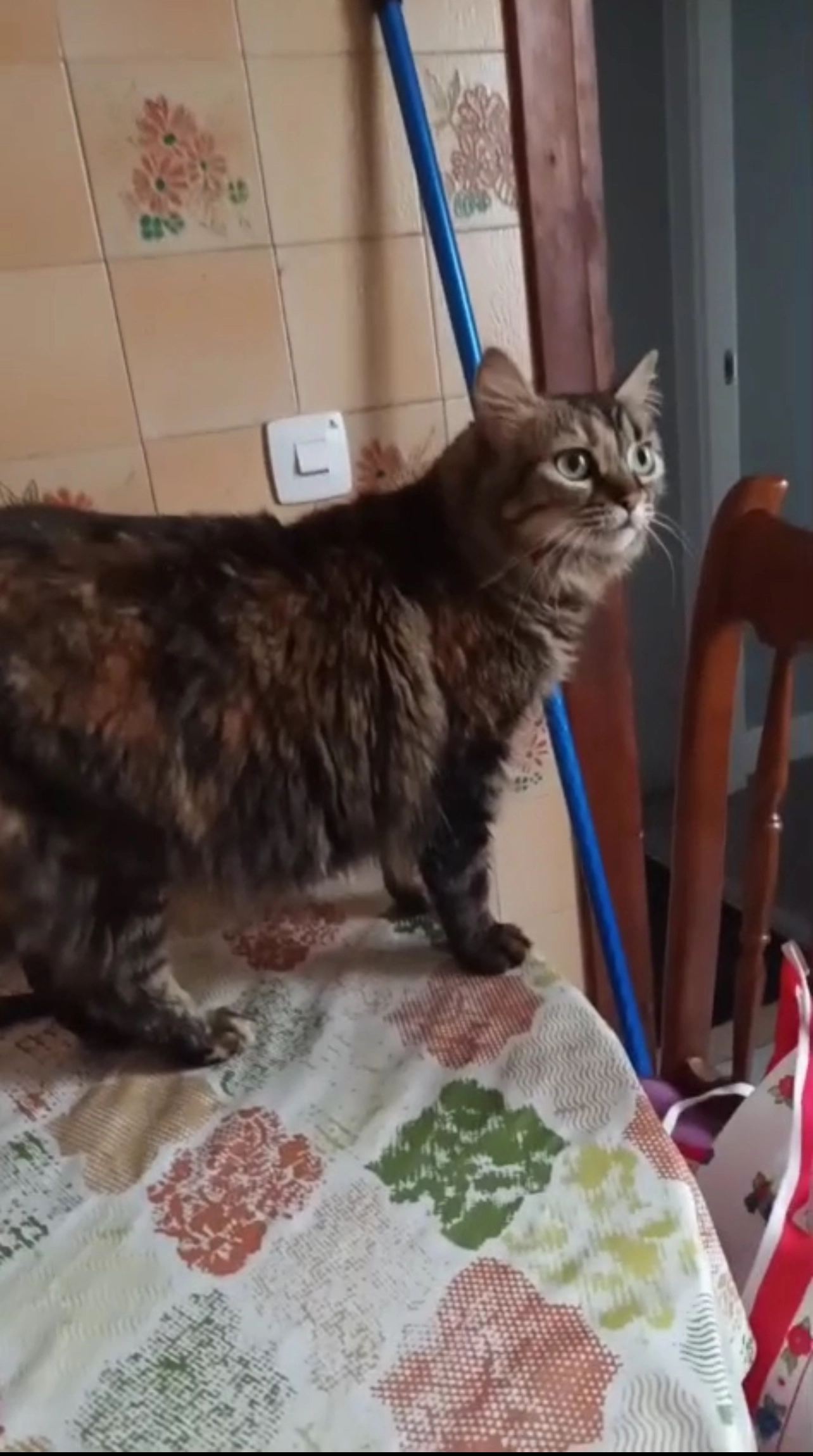 Marisol - Calle Móstoles, Villanueva de la Cañada