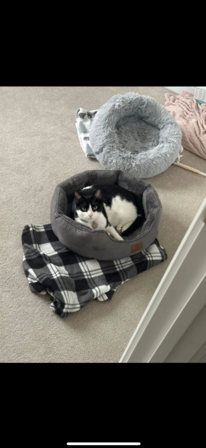 Leo - Elgar Close, Nuneaton