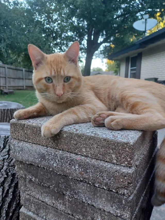 Clover - Briarwood, Bethany