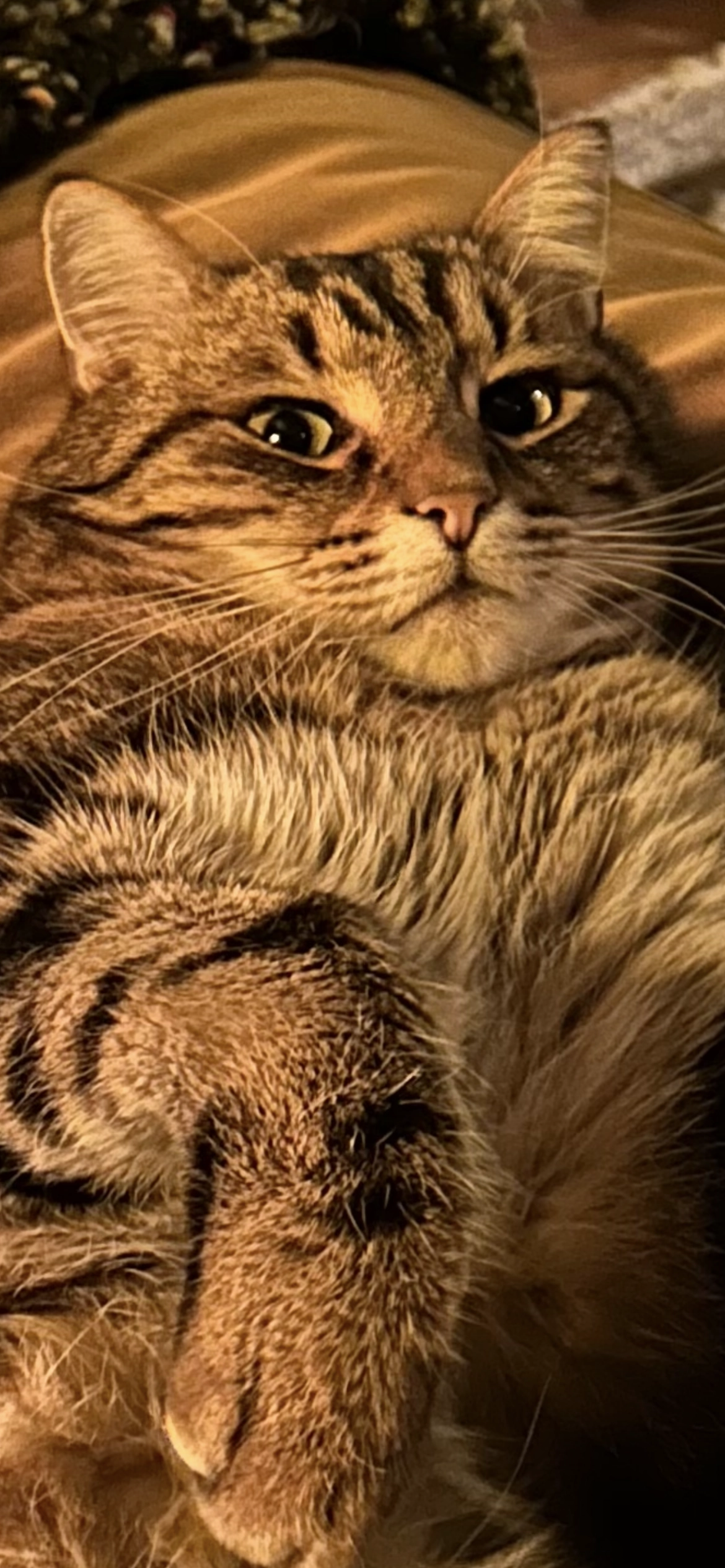 Spot - Avenue Du Château, Malzéville