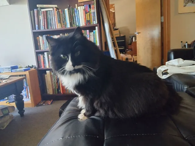 Leo - Rouge Federal Way, Medford