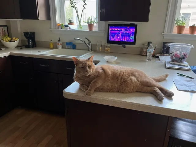 Jinxy - 11th Avenue, Haverhill