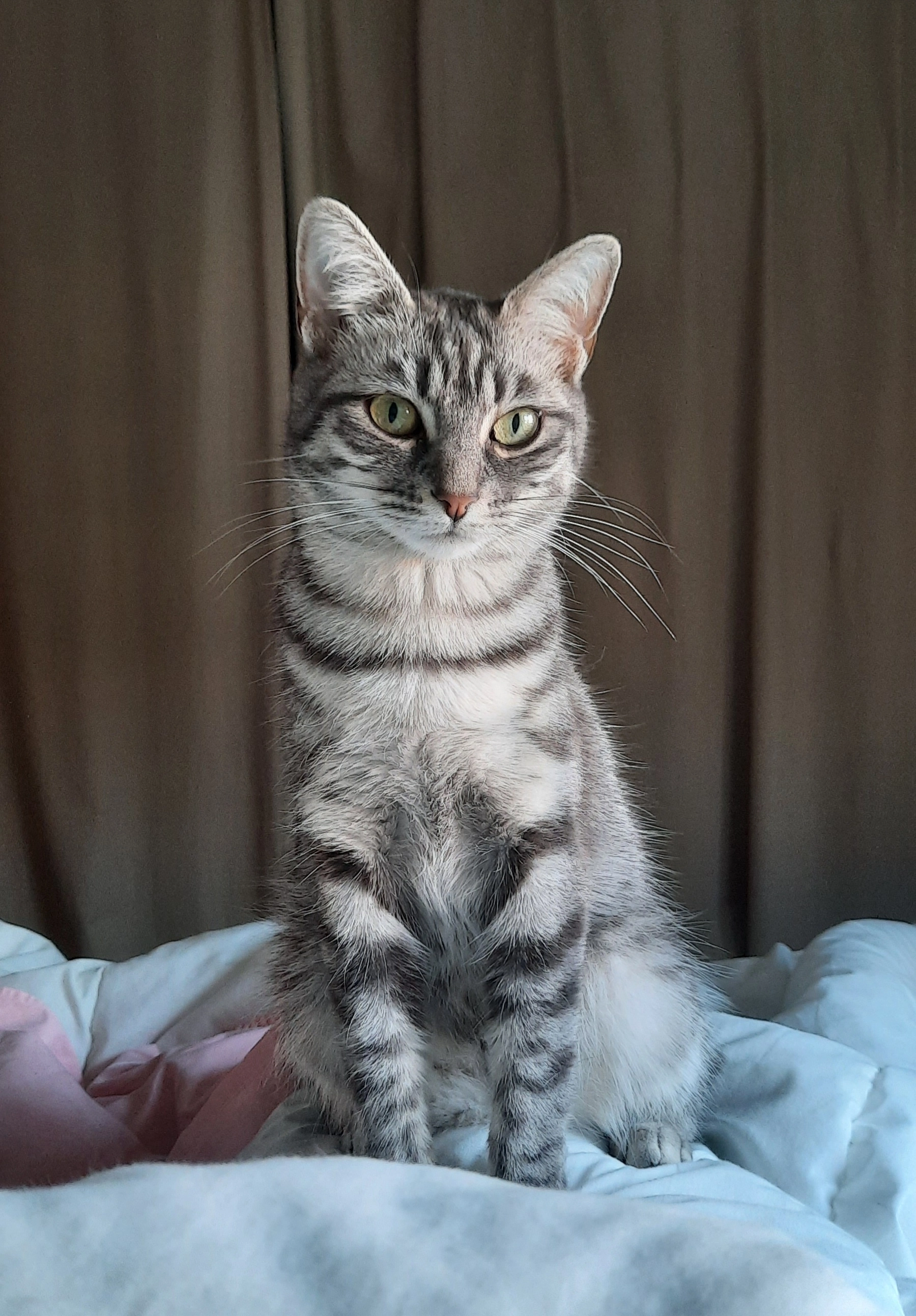 Rose - Rue Robert d'Harcourt, Pargny-lès-Reims