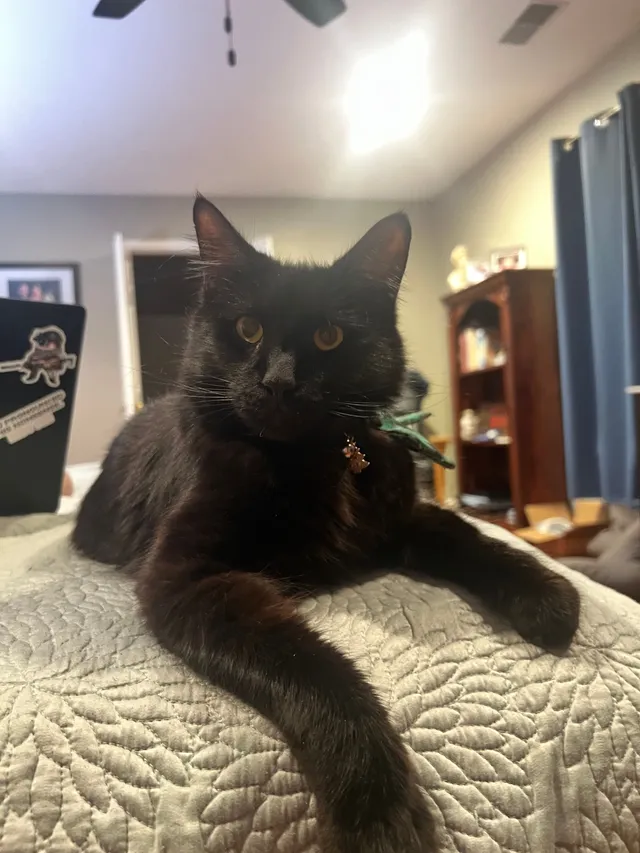 Basil - 7025 Bruin Ct, Manassas