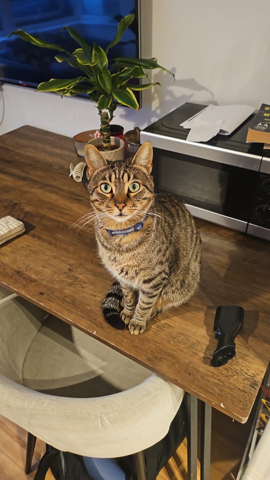 Rhodes  - Lidiard Gardens, Southsea