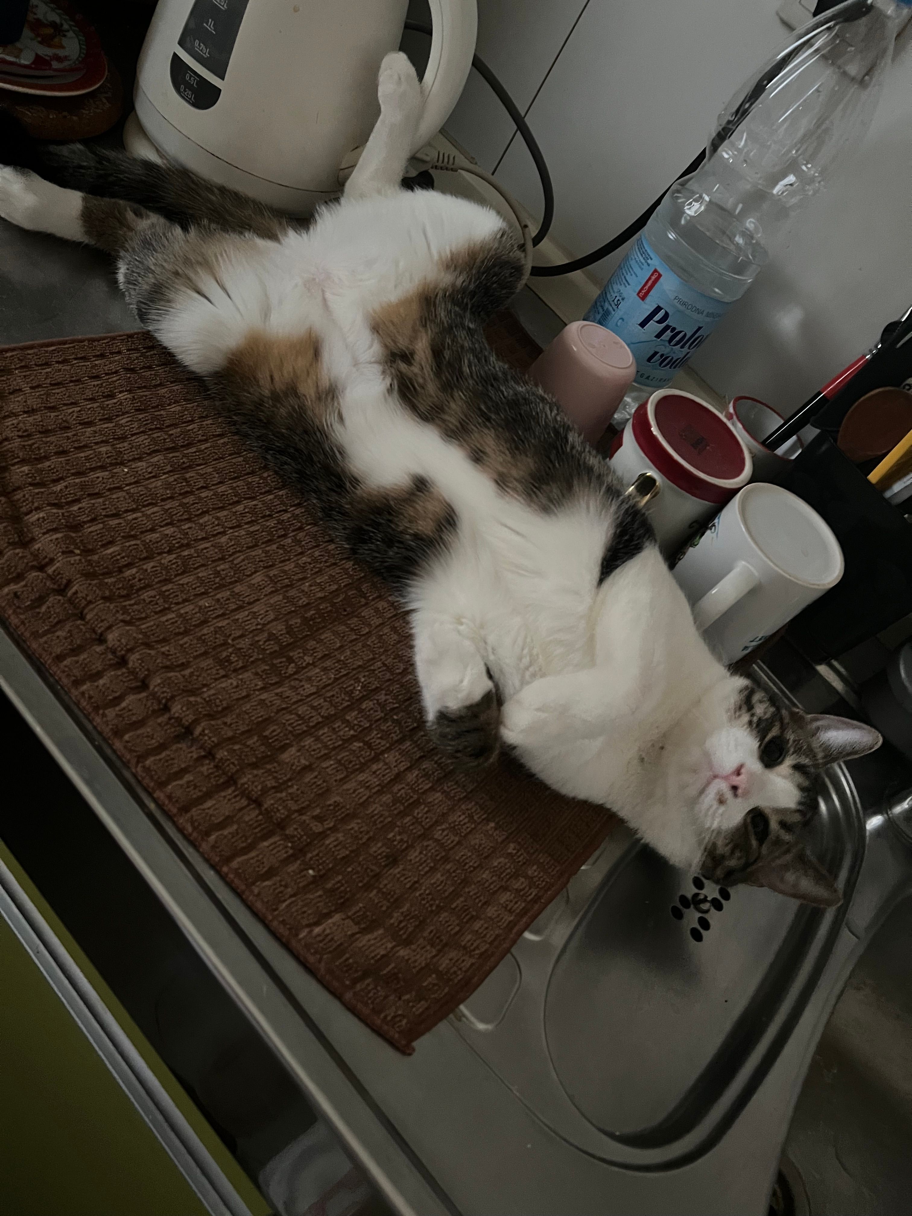 Suci - Ulica Molerova 74 Stan 12, Beograd