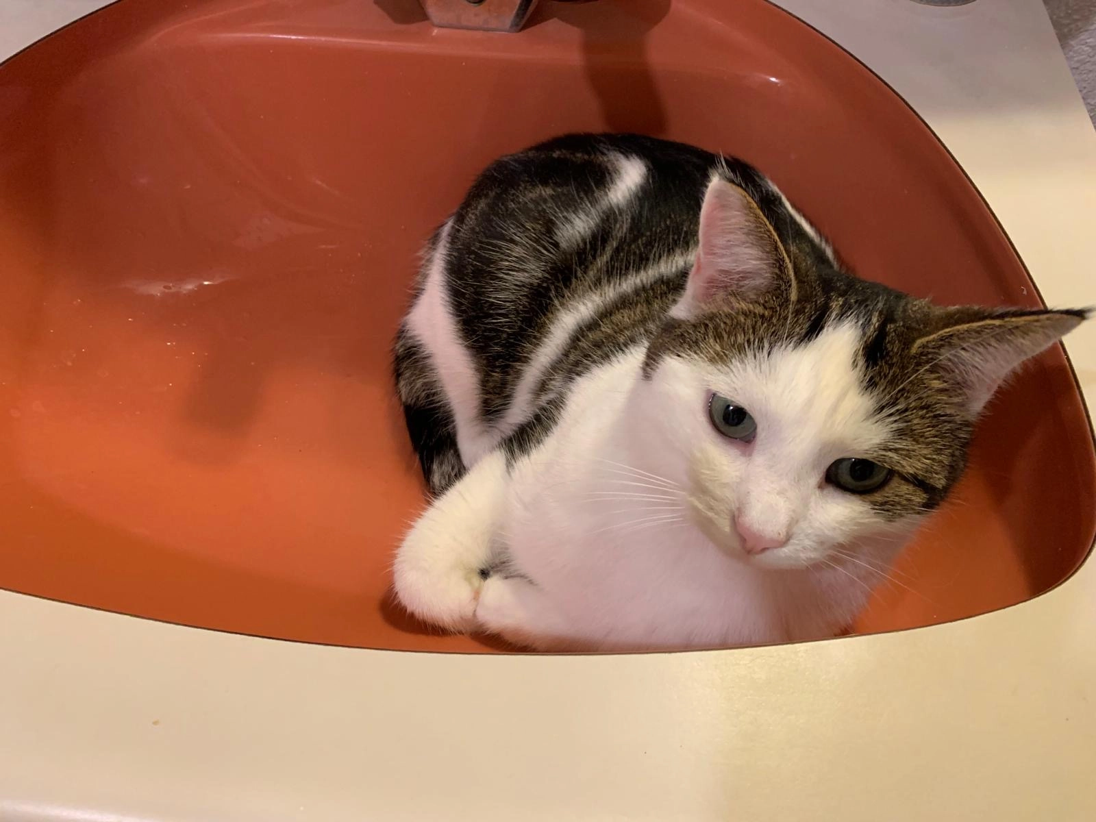 Yuna - Ceylard-Sous-le-Villaret, Milvignes